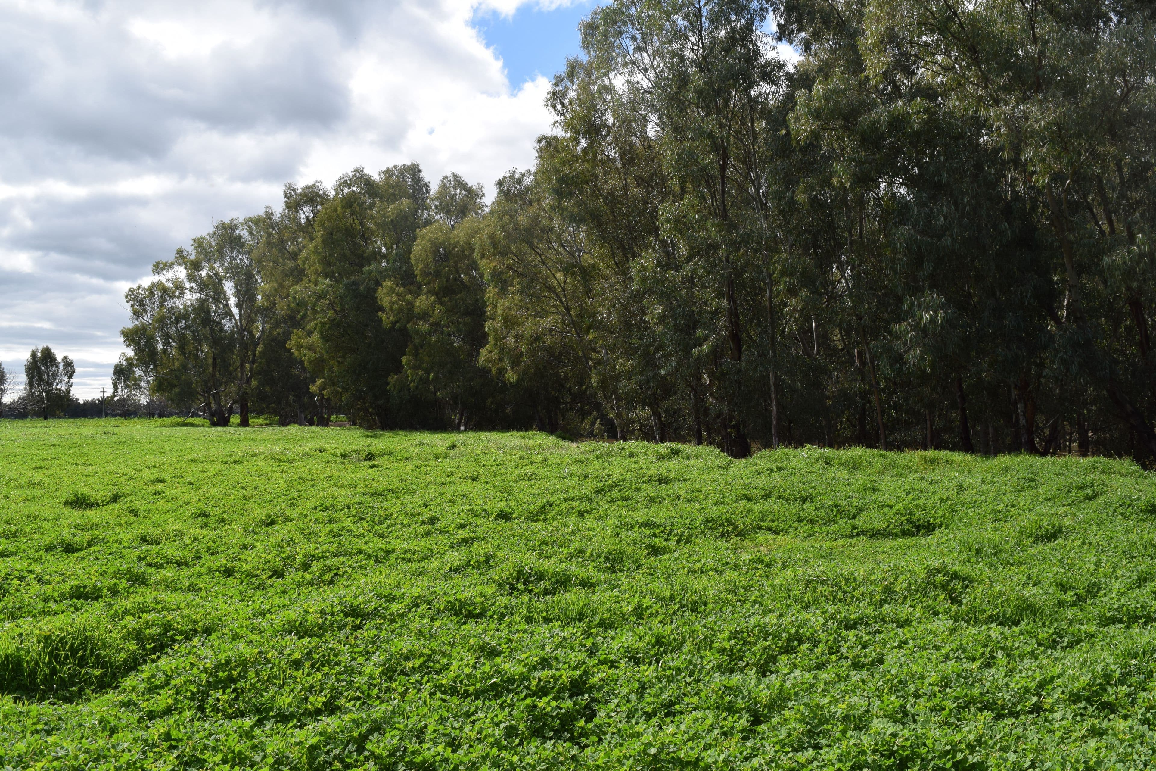 Bullock Paddock  The Escort Way, Forbes NSW 2871, Forbes - Image 1
