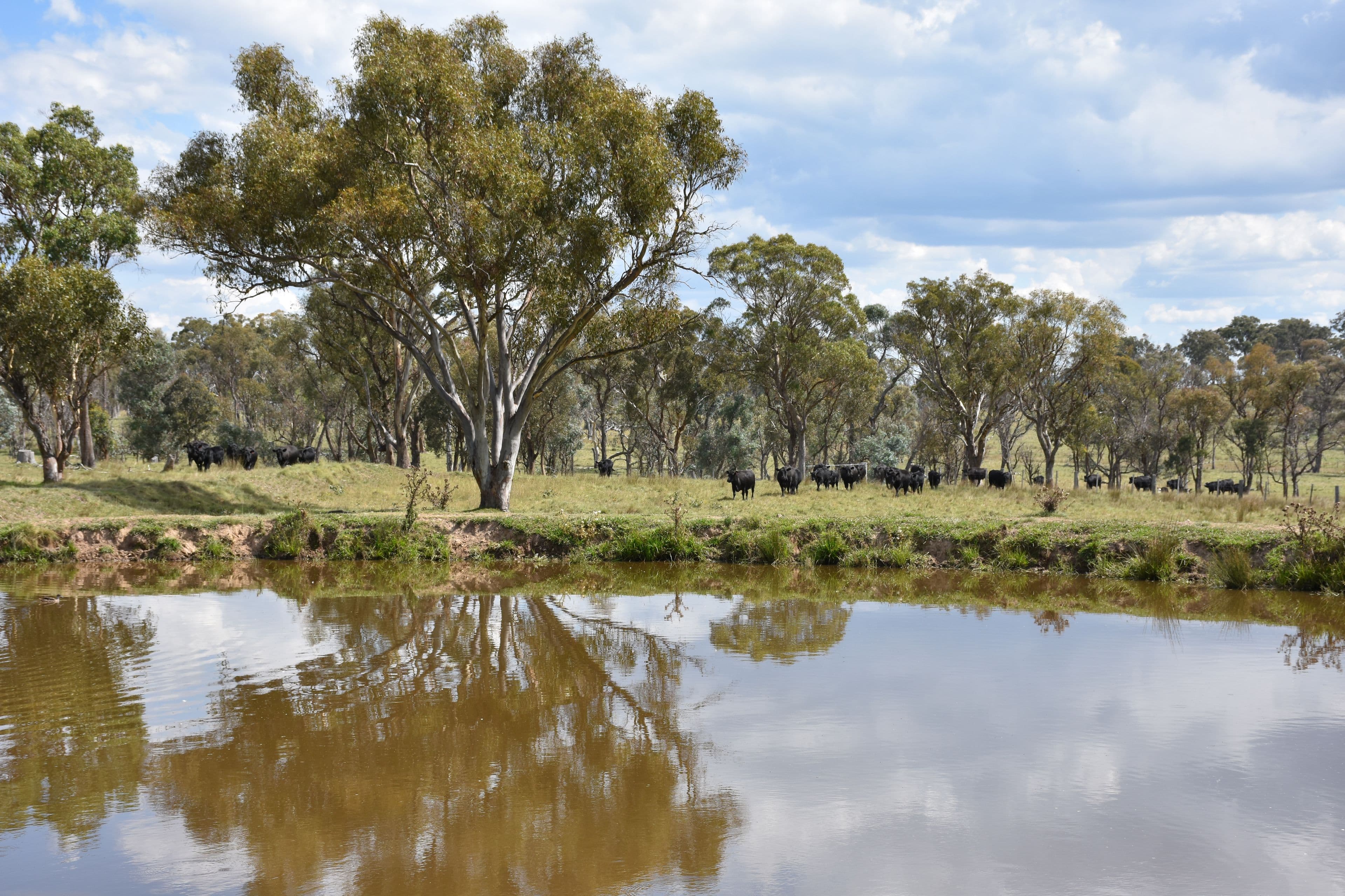 757 New England Highway, Glen Innes NSW 2370, Glen Innes - Thumbnail 7