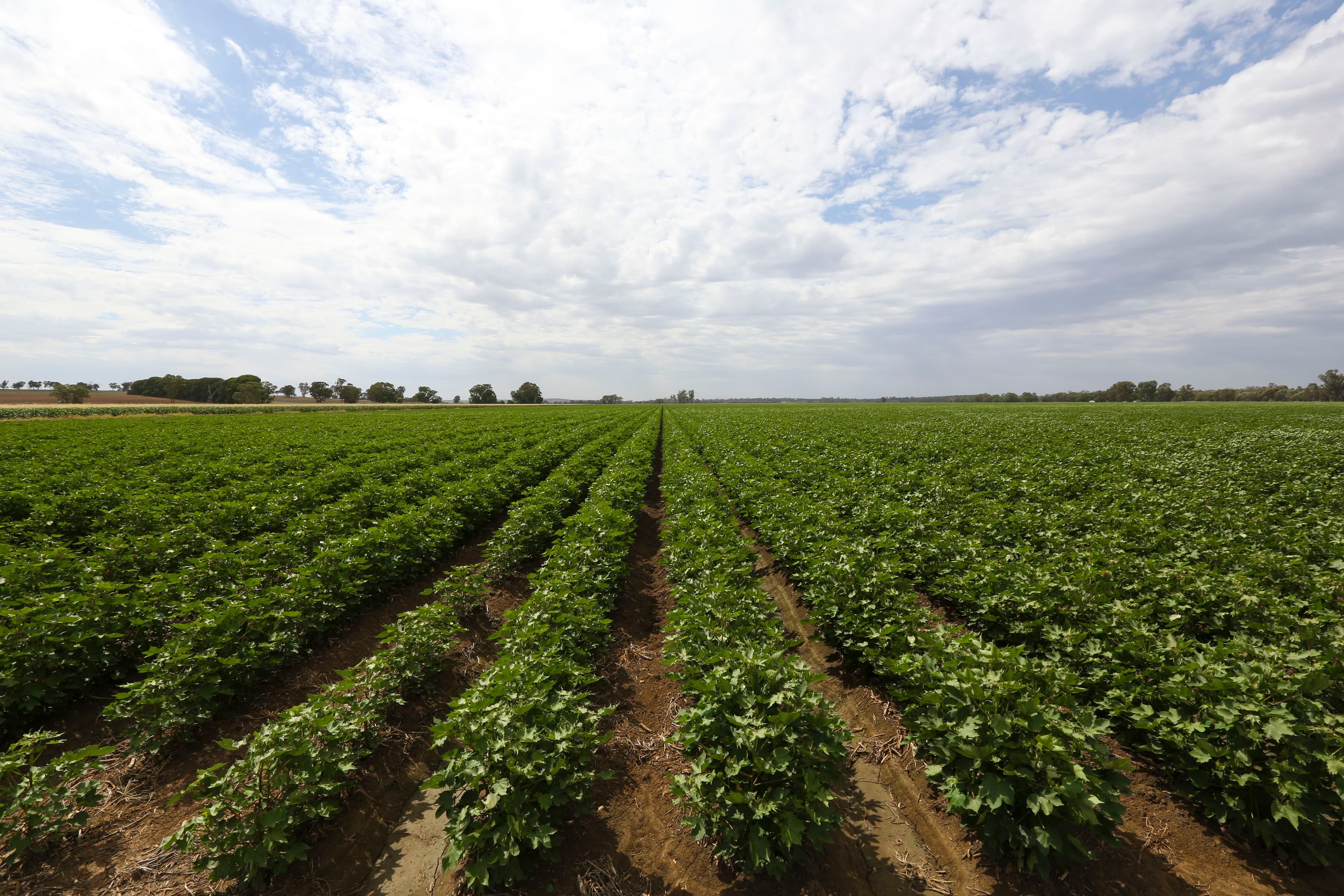 Yanco NSW 2703, Yanco - Thumbnail 4