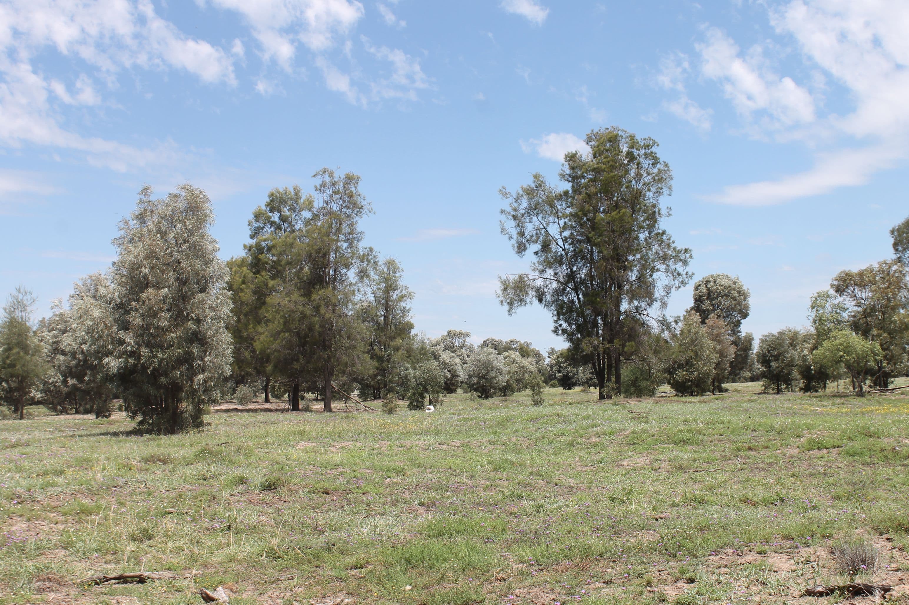 . Millmerran-Cecil Plains Road, Cecil Plains QLD 4407, Cecil Plains - Thumbnail 3