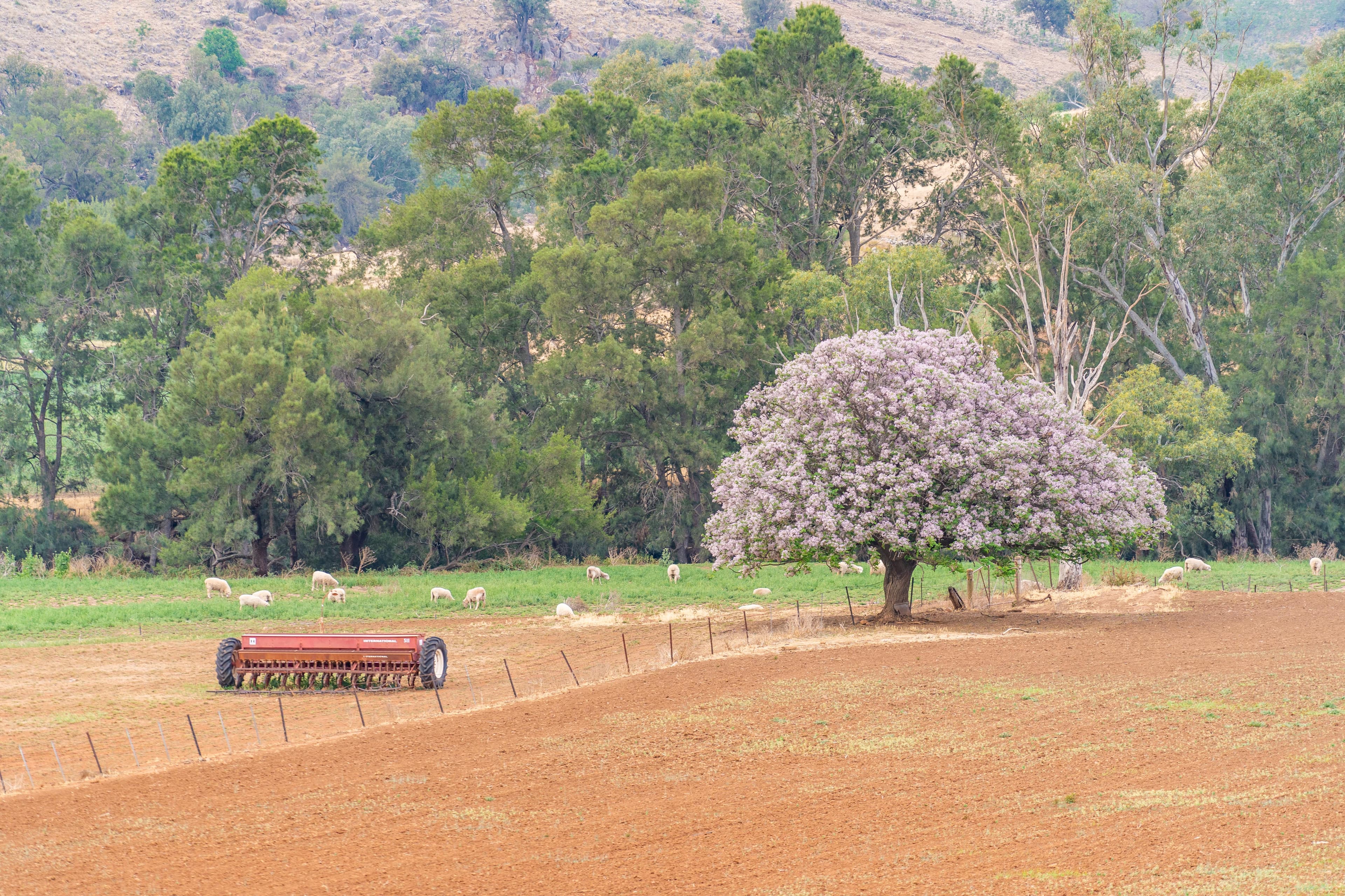 Belubula Park, Canowindra NSW 2804, Canowindra - Thumbnail 6