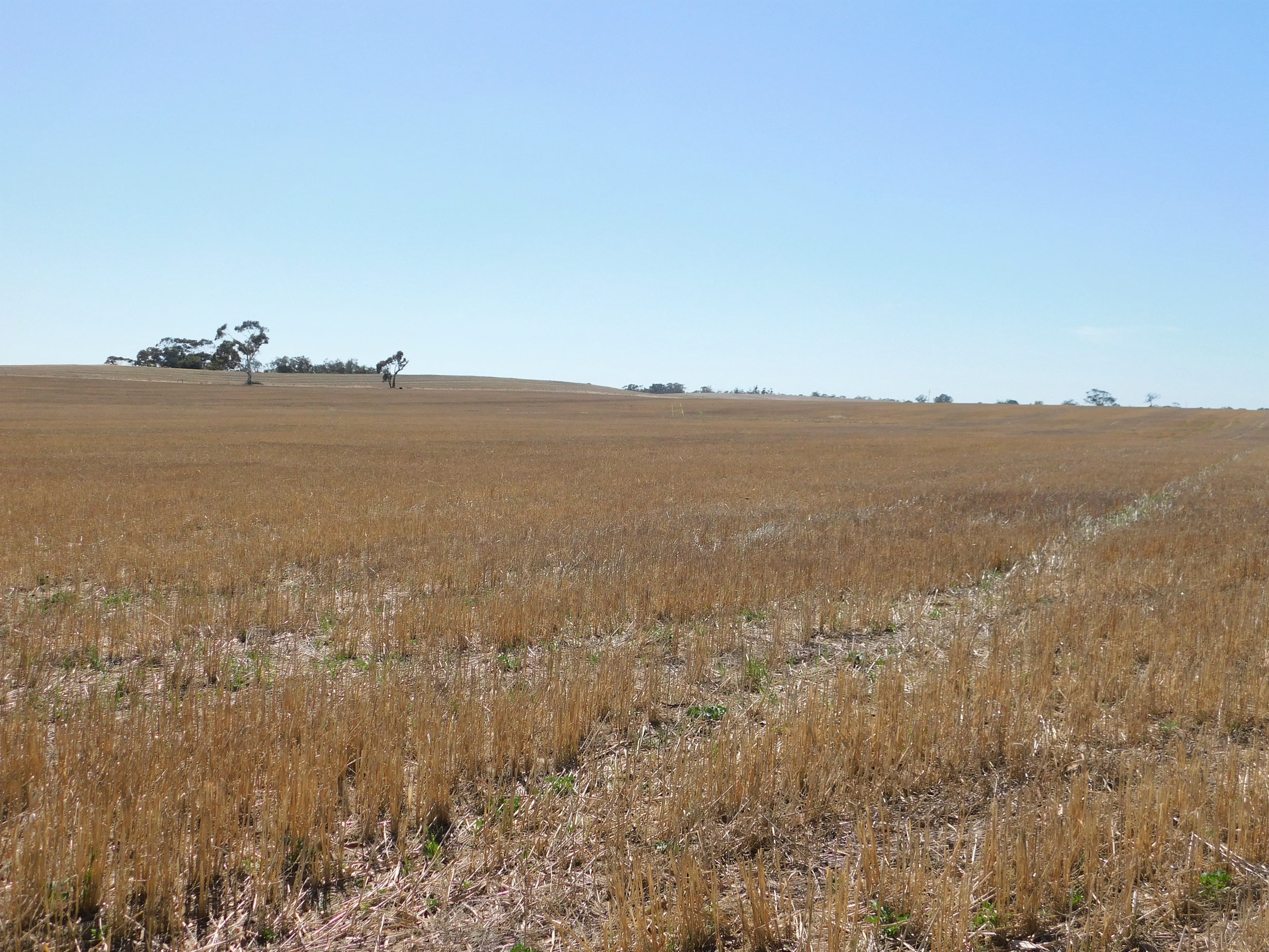 Lot 28 O'Connell Road, Bordertown SA 5268, Bordertown - Thumbnail 3