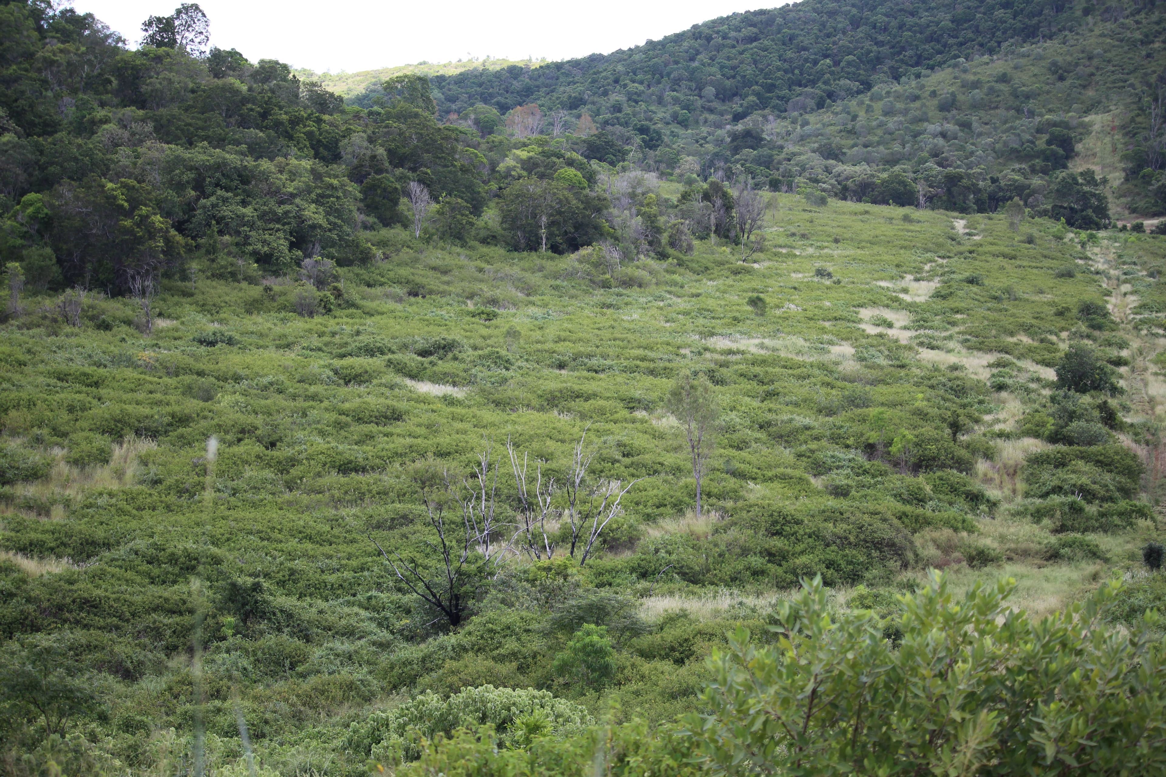 Lot 6 Aplin Road, Bracewell QLD 4695, Bracewell - Thumbnail 3