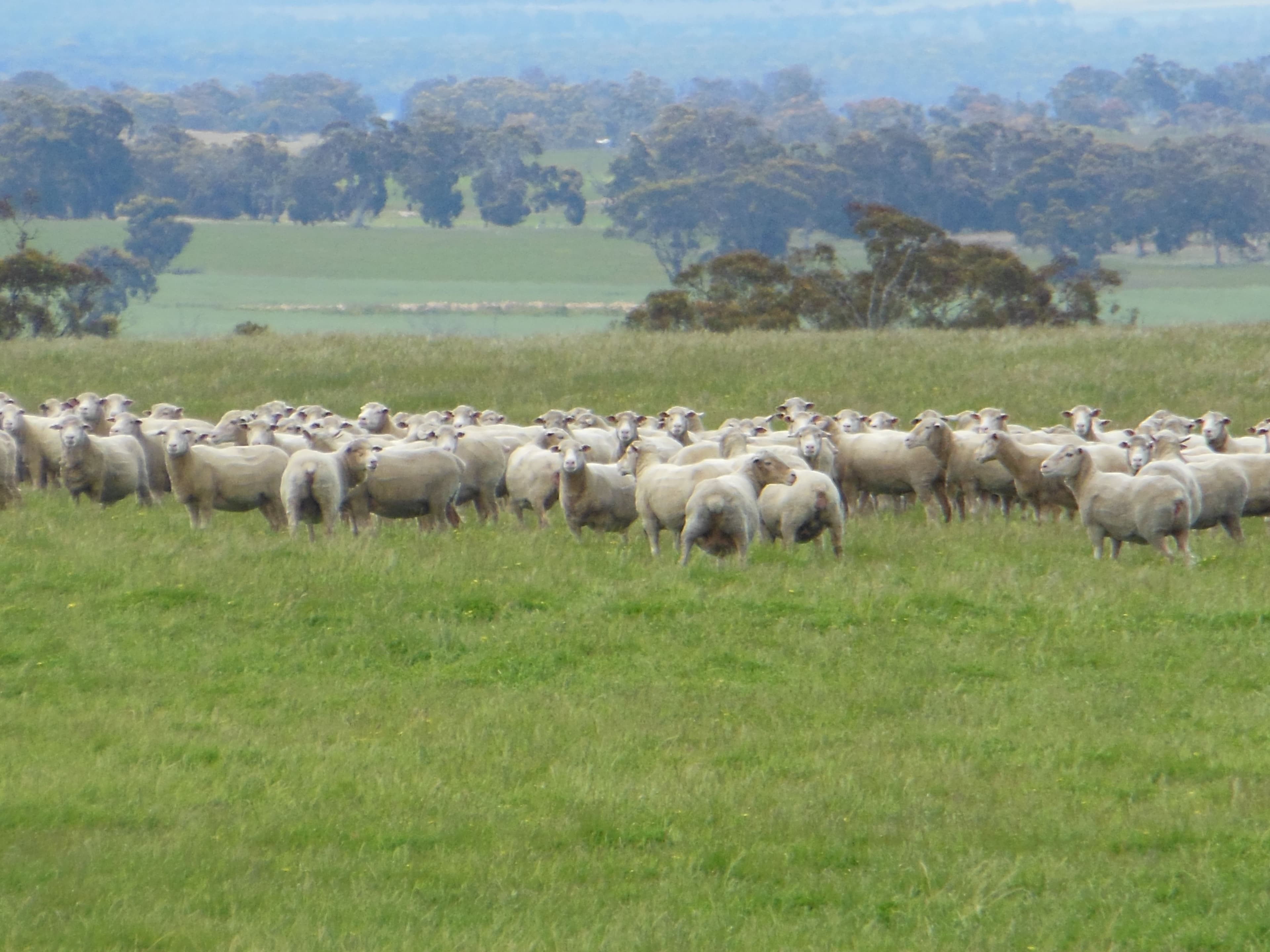 Sukey Hill, 98 Barytes Road, Cranbrook WA 6321, Cranbrook - Image 1