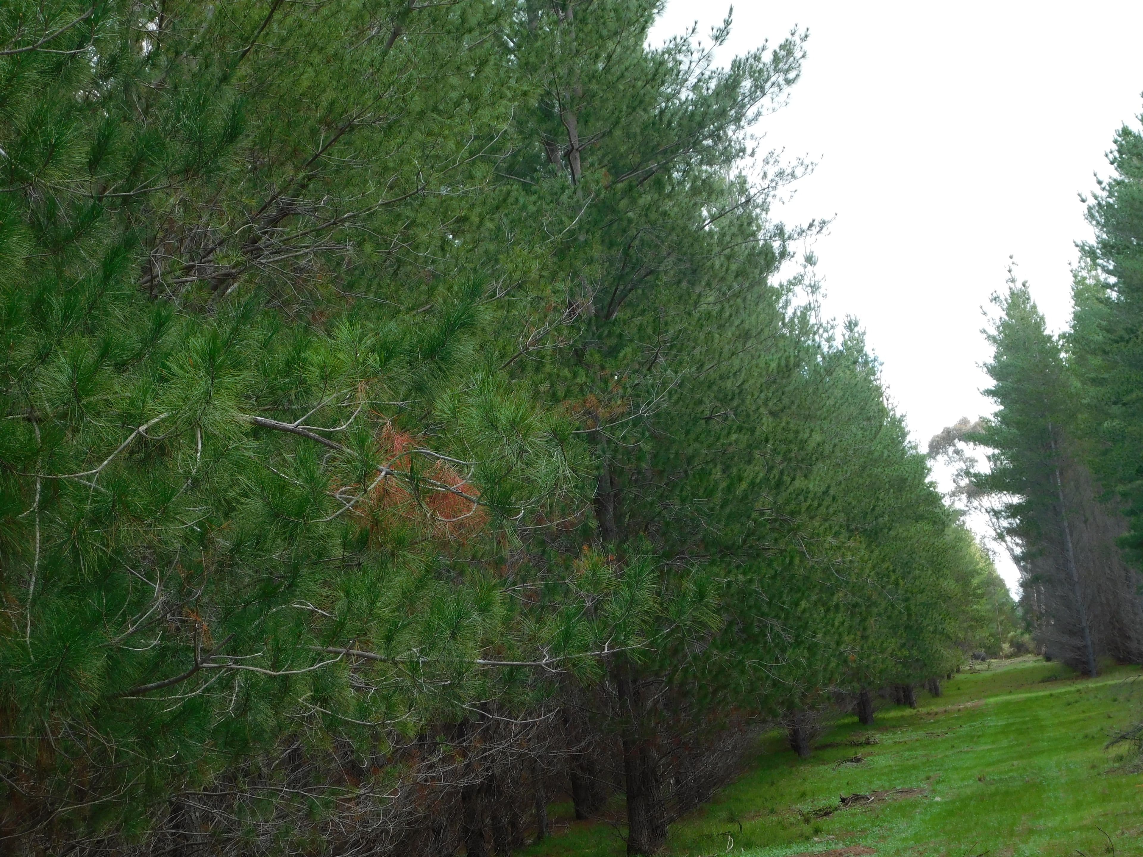 Lot 8 Bangham Road, Bangham SA 5268, Bangham - Thumbnail 3