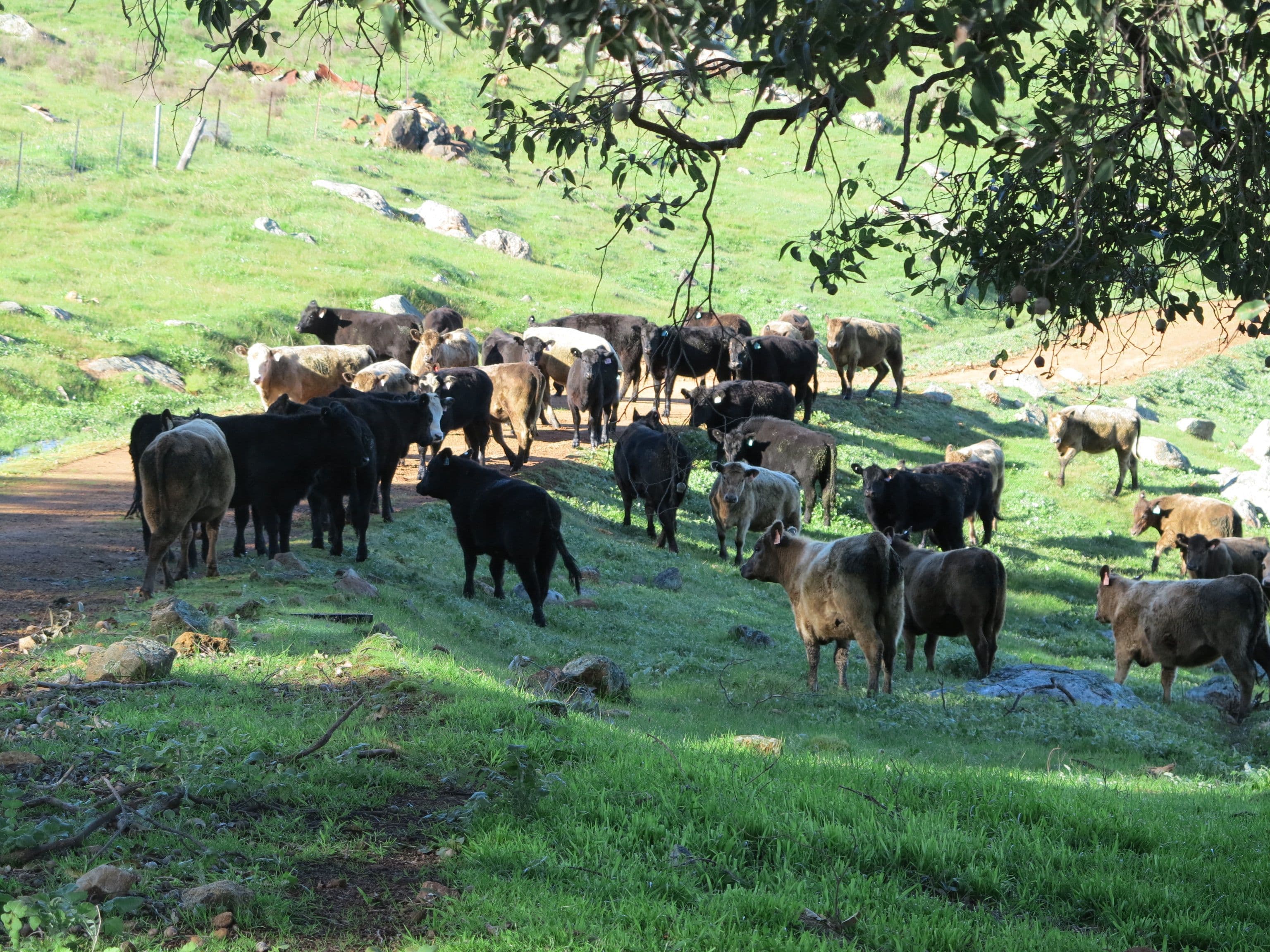Lot 356 Taylor Road, Bullsbrook WA 6084, Bullsbrook - Thumbnail 6
