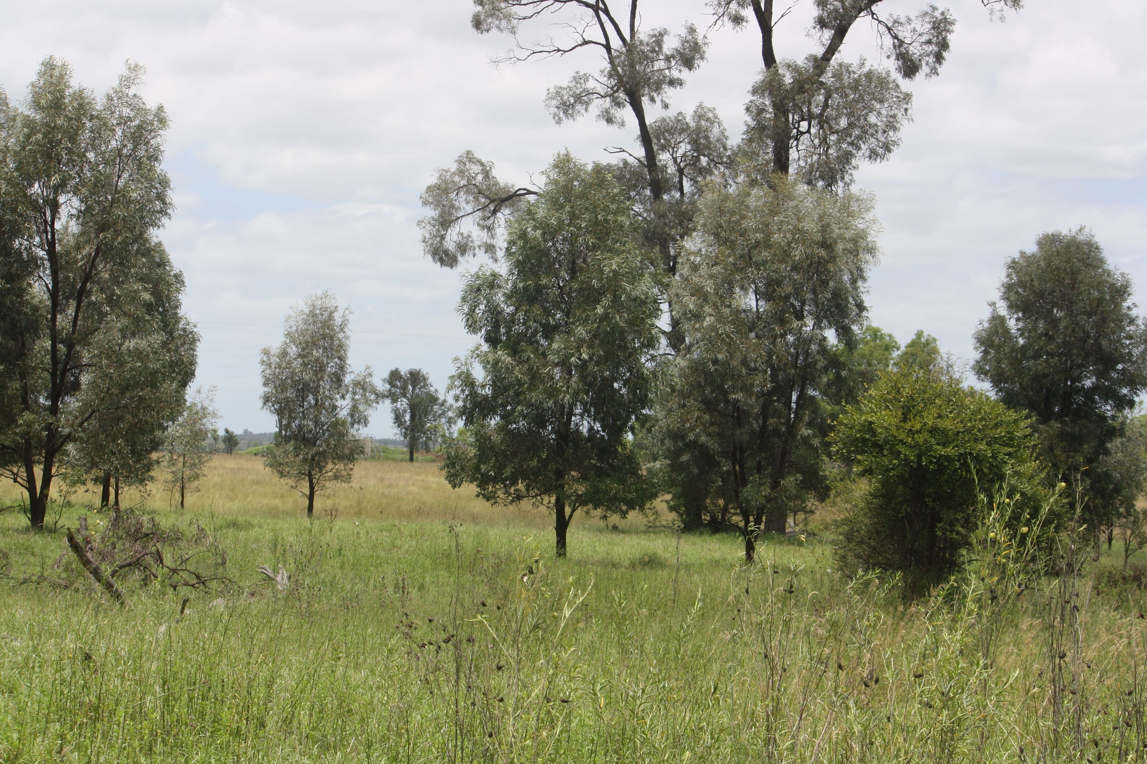 112 Ezzy Road, Mundubbera QLD 4626, Mundubbera - Thumbnail 3