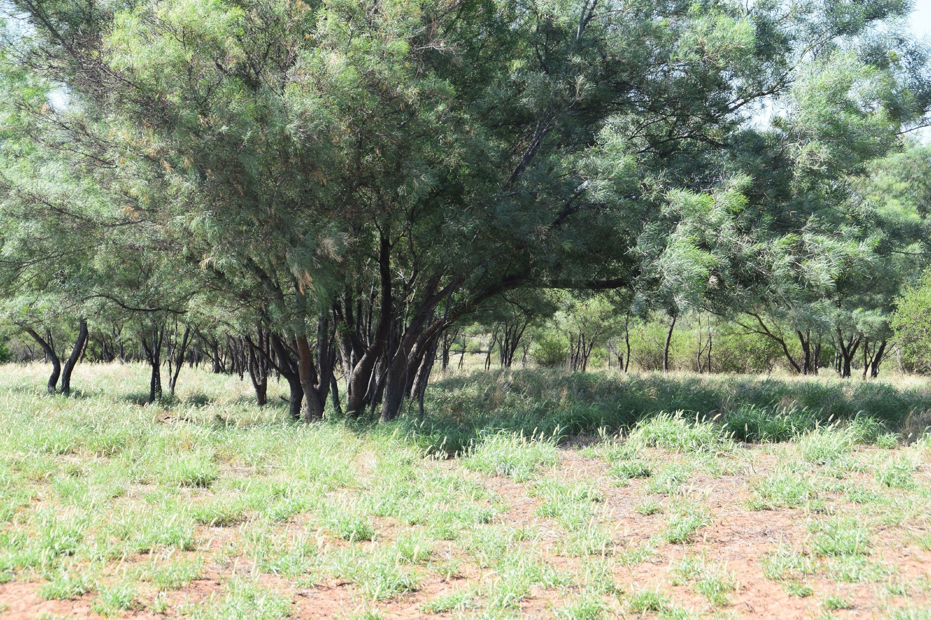 'Munna Munna', Coonamble NSW 2829, Coonamble - Thumbnail 4