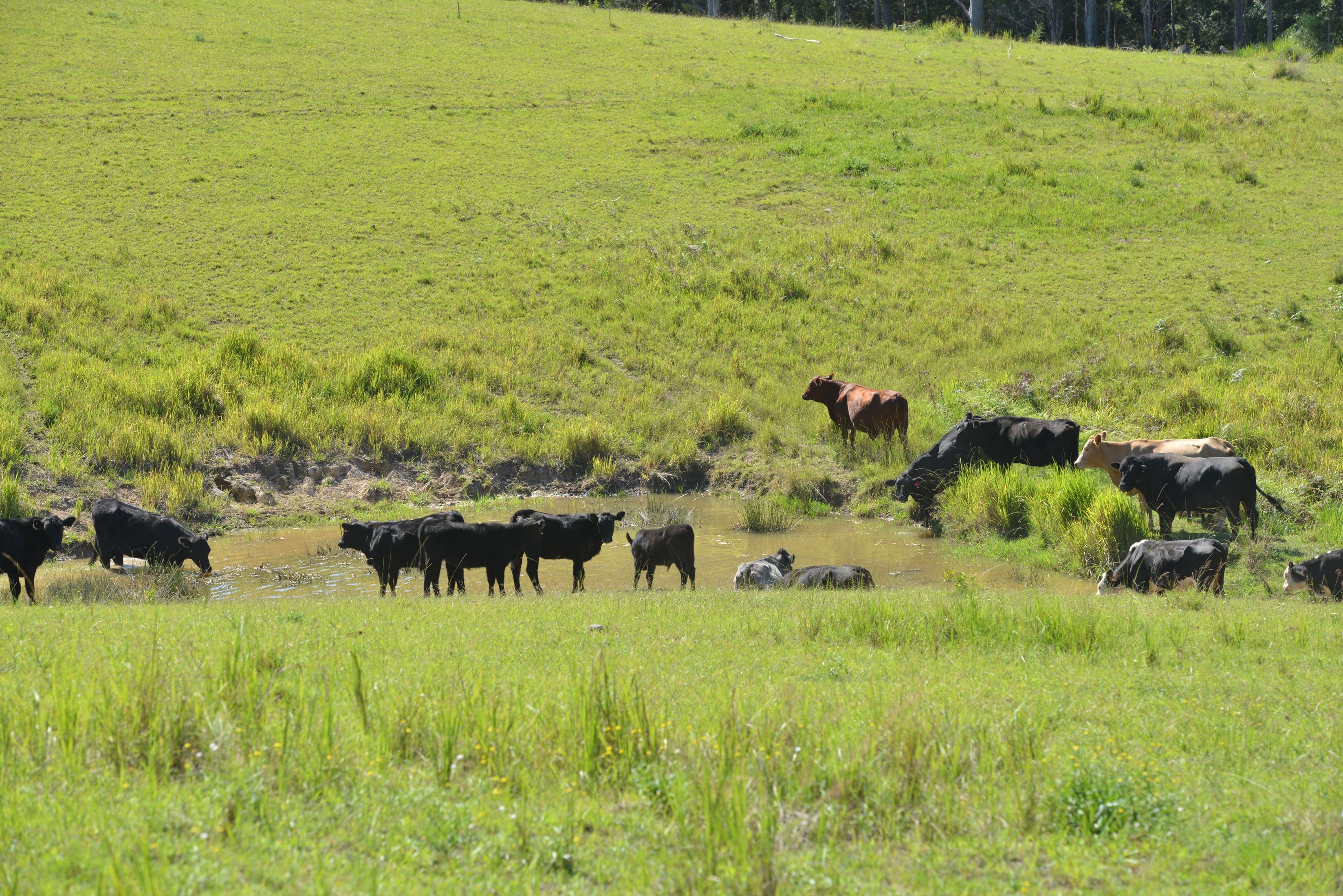 Lots 34, 1, 93, 120 and 128 Nowendoc Road, Knorrit Flat NSW 2424, Knorrit Flat - Thumbnail 4