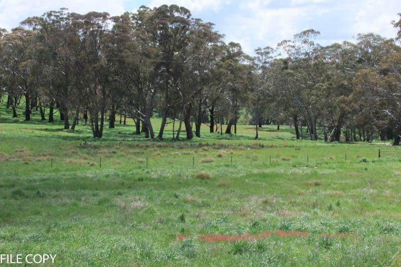 2432 Mitchell Highway, Vittoria NSW 2799, Vittoria - Thumbnail 7