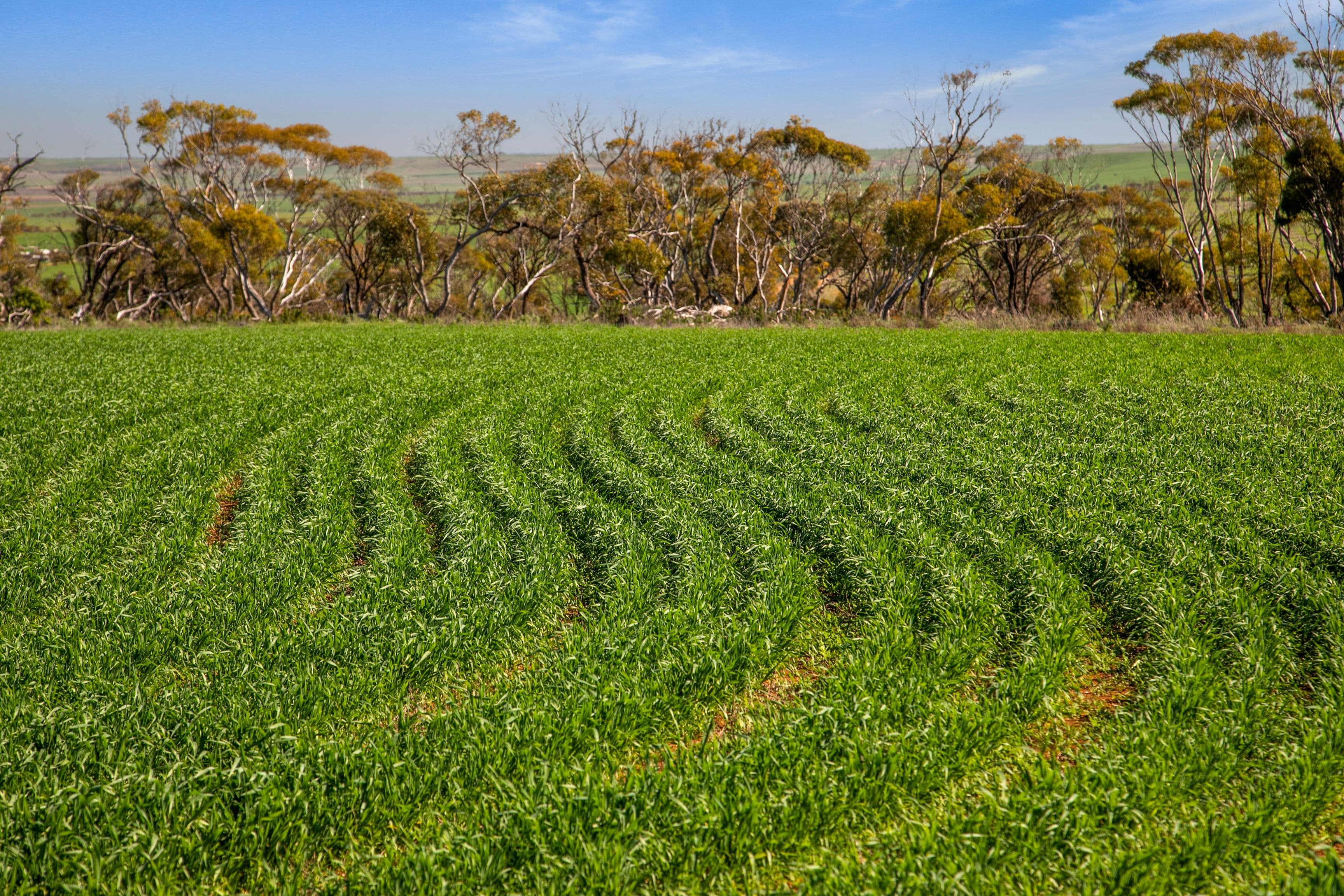 'Allanbie' Pipeline Road, Nantawarra SA 5550, Nantawarra - Thumbnail 4