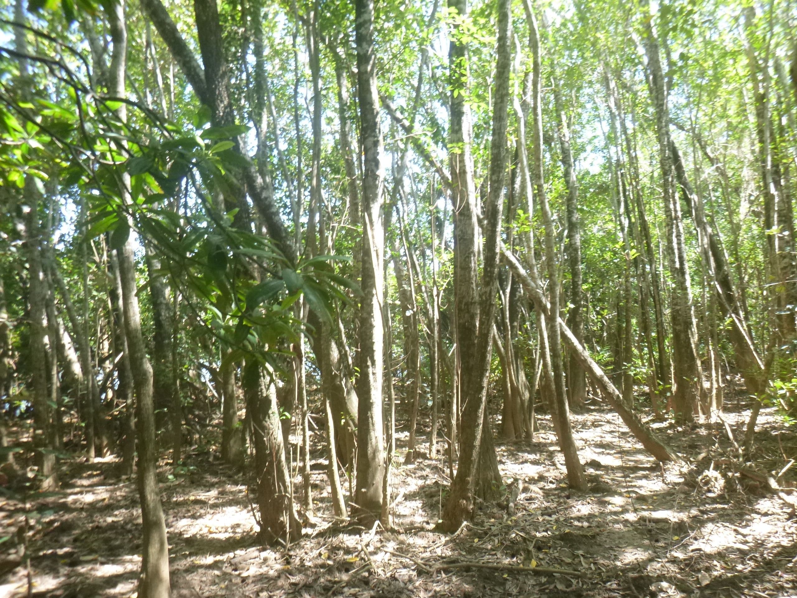 29 Slaughter Yard Road, Cooktown QLD 4895, Cooktown - Thumbnail 6