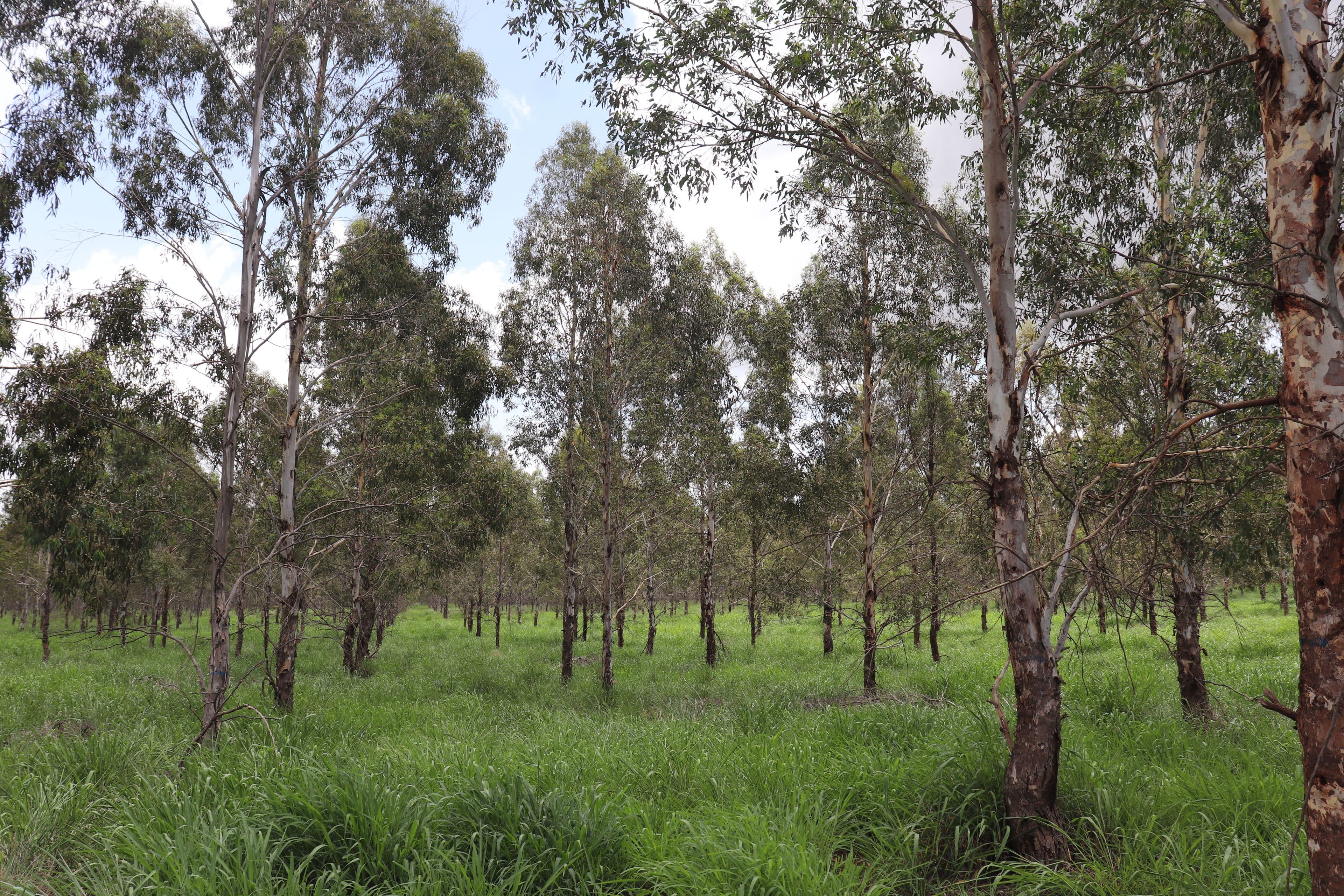 Lot 2 Ogilvy Road, Wooroolin QLD 4608, Wooroolin - Thumbnail 2