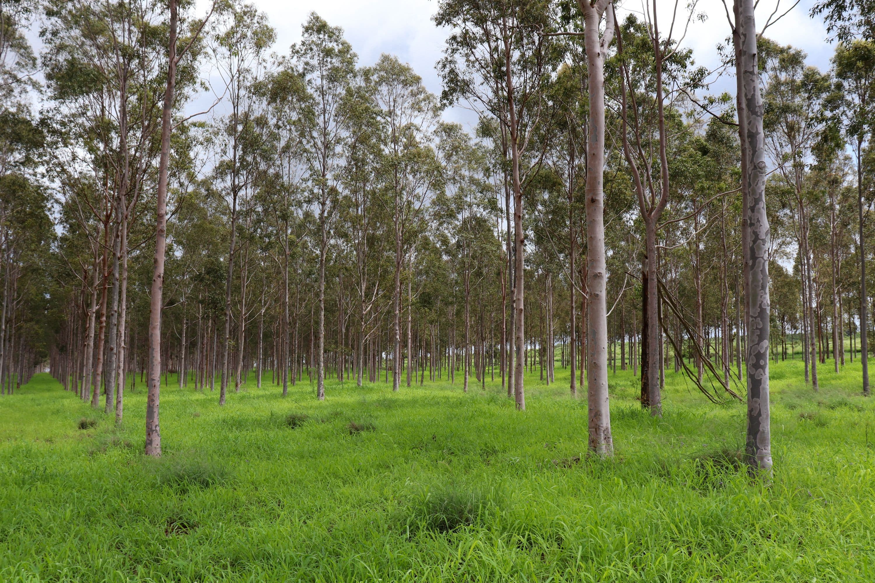 Lot 27 & 28 West Wooroolin Road, Wooroolin QLD 4608, Wooroolin - Image 1