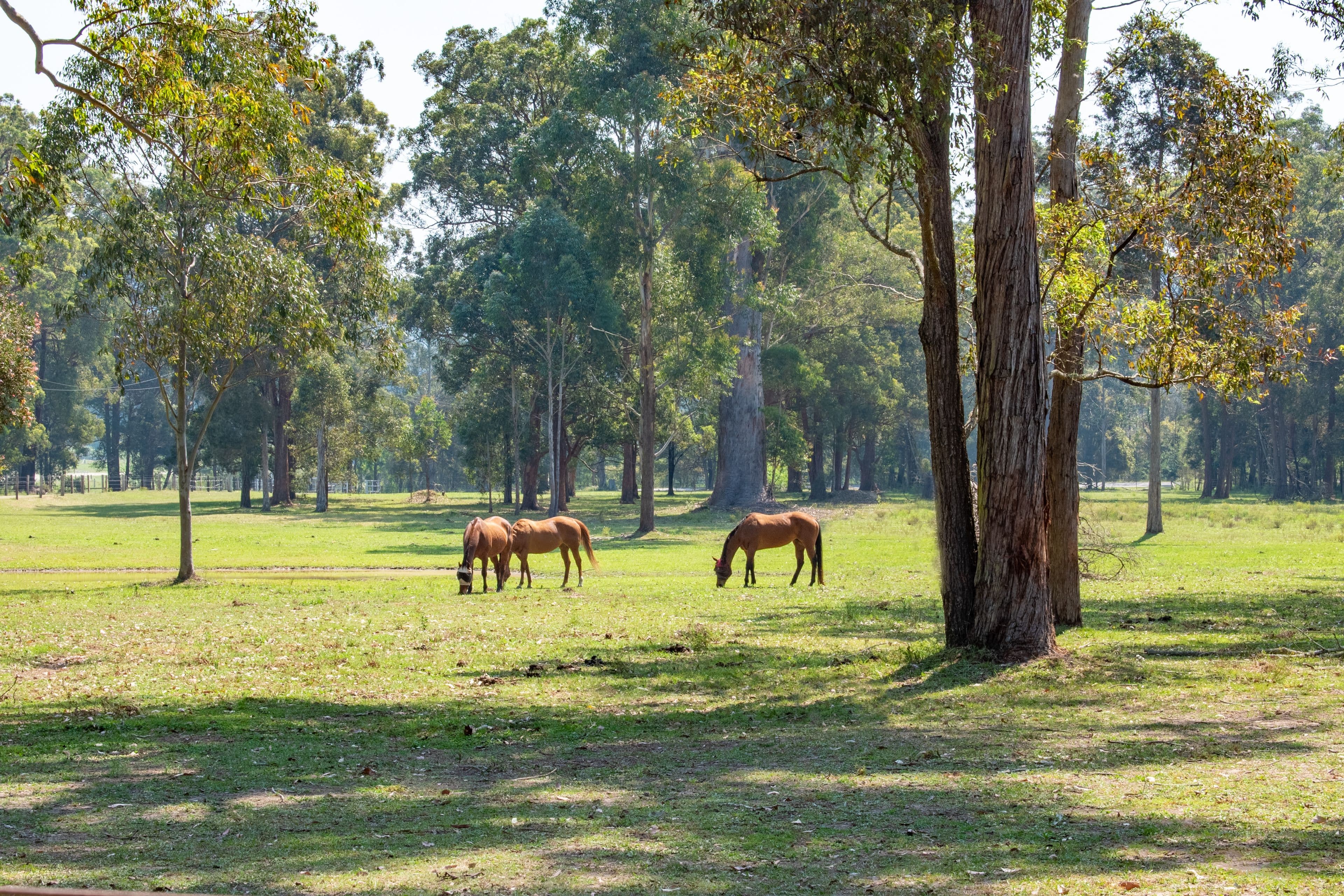 735 Mandalong Road, Mandalong NSW 2264, Mandalong - Thumbnail 2