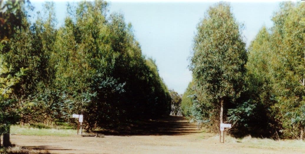 Boddington Tree Farm, 31 Marradong Road, BODDINGTON WA 6390, Boddington - Image 1
