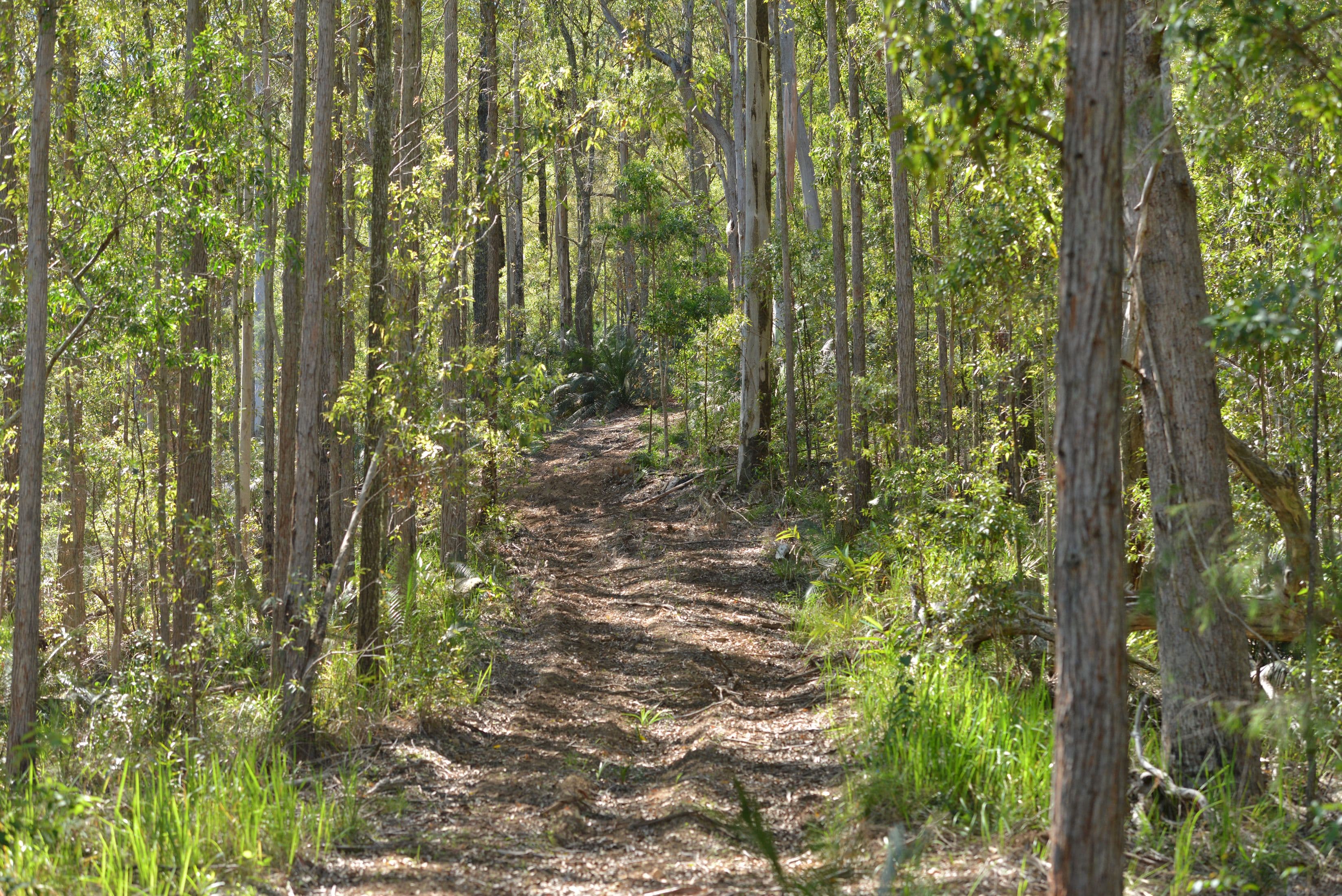 Lot 48 & 106 Nowendoc Road, Knorrit Flat NSW 2424, Knorrit Flat - Thumbnail 2