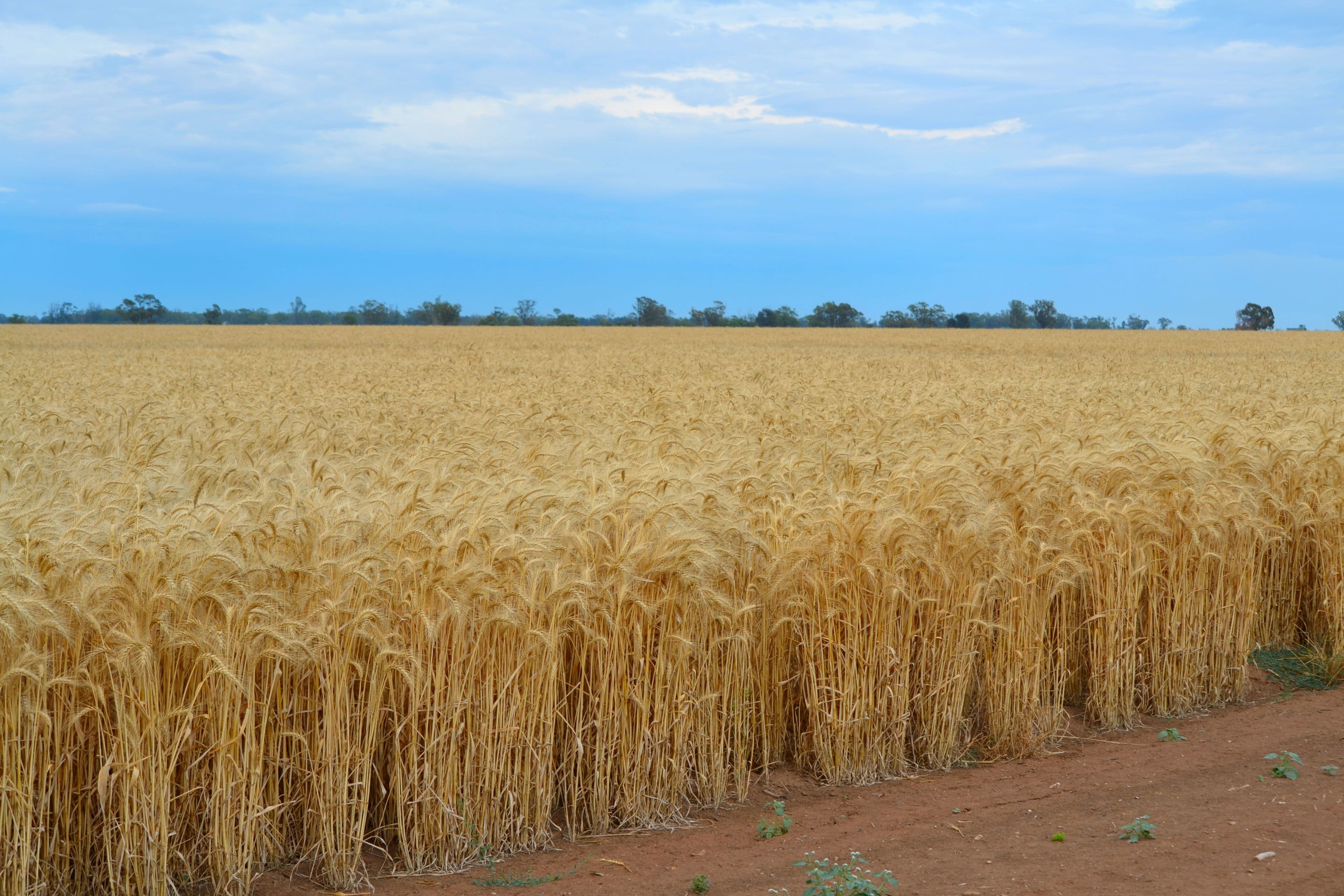 Narromine NSW 2821, Narromine - Thumbnail 3