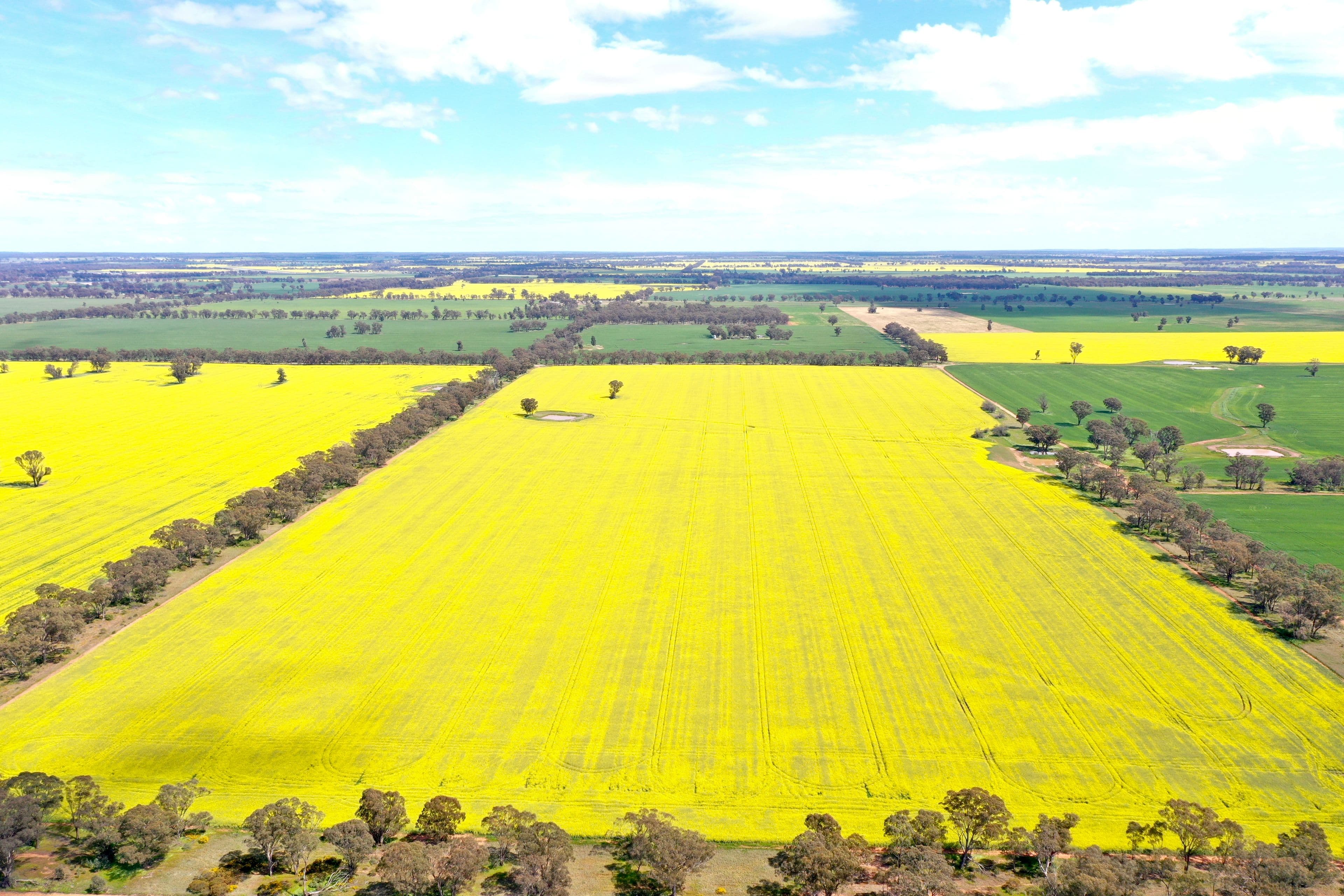 354 Ness Road, Temora NSW 2666, Temora - Thumbnail 4