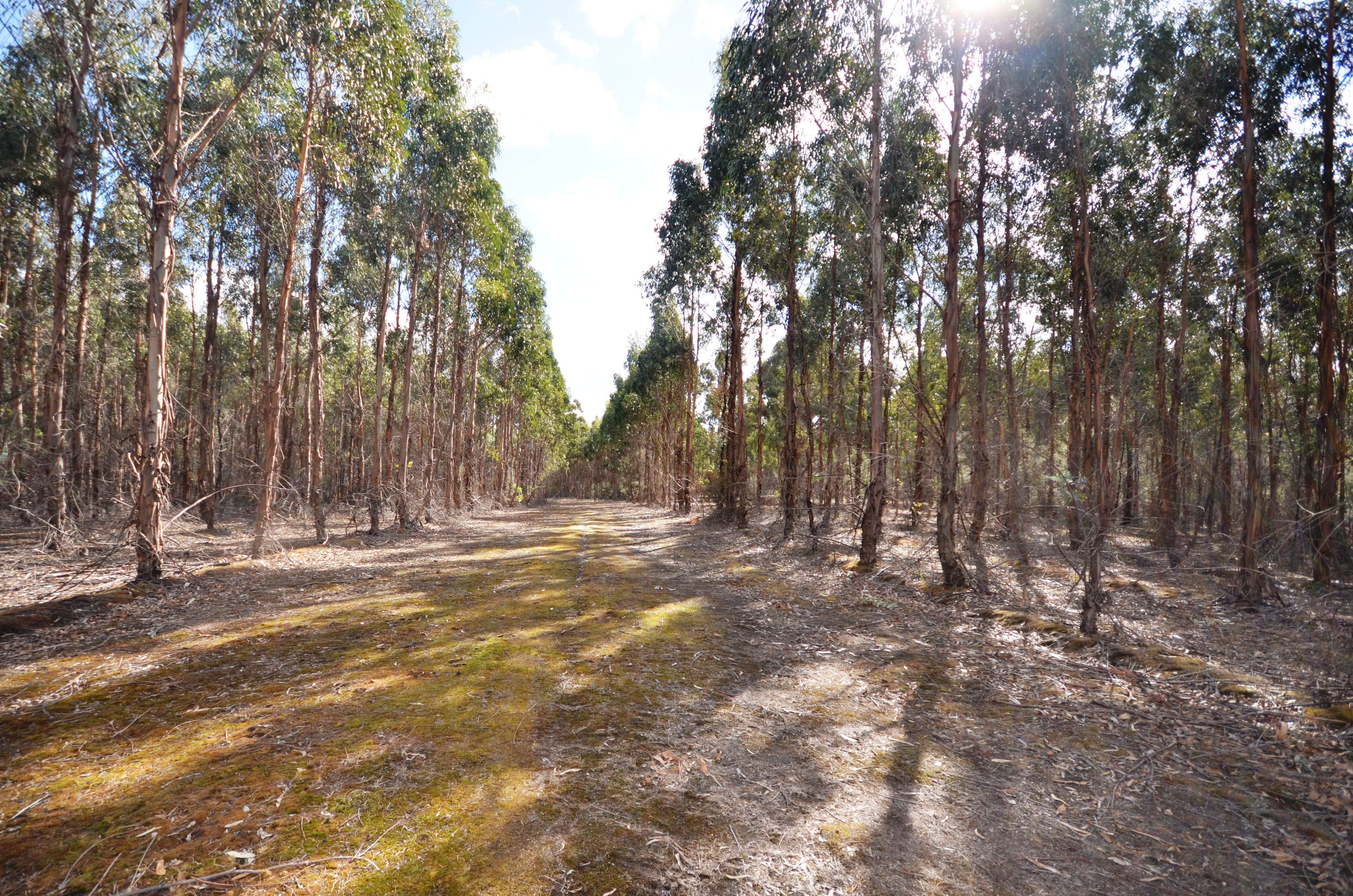 "Cain" Western Highway, BUANGOR VIC 3375, Buangor - Thumbnail 6