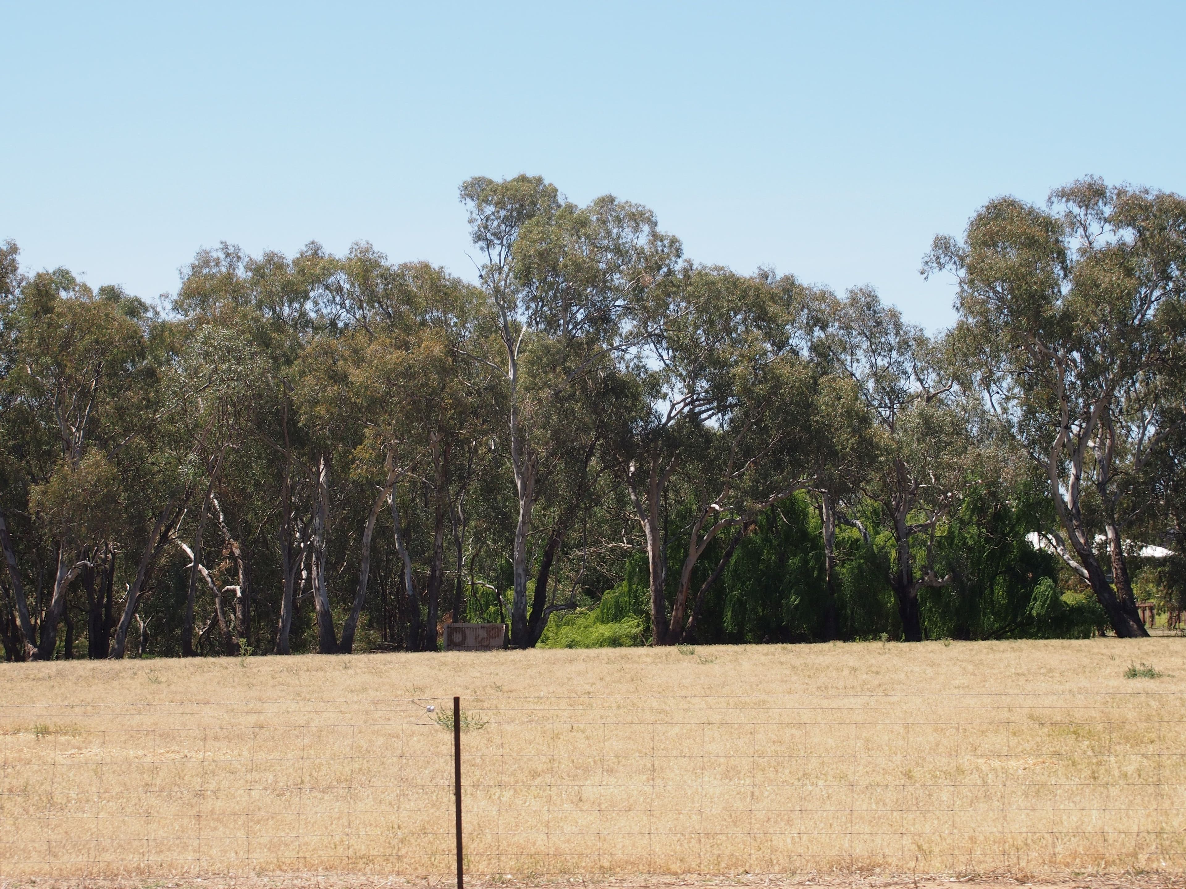 Lot 16 North Forbes Road, Condobolin NSW 2877, Condobolin - Thumbnail 7