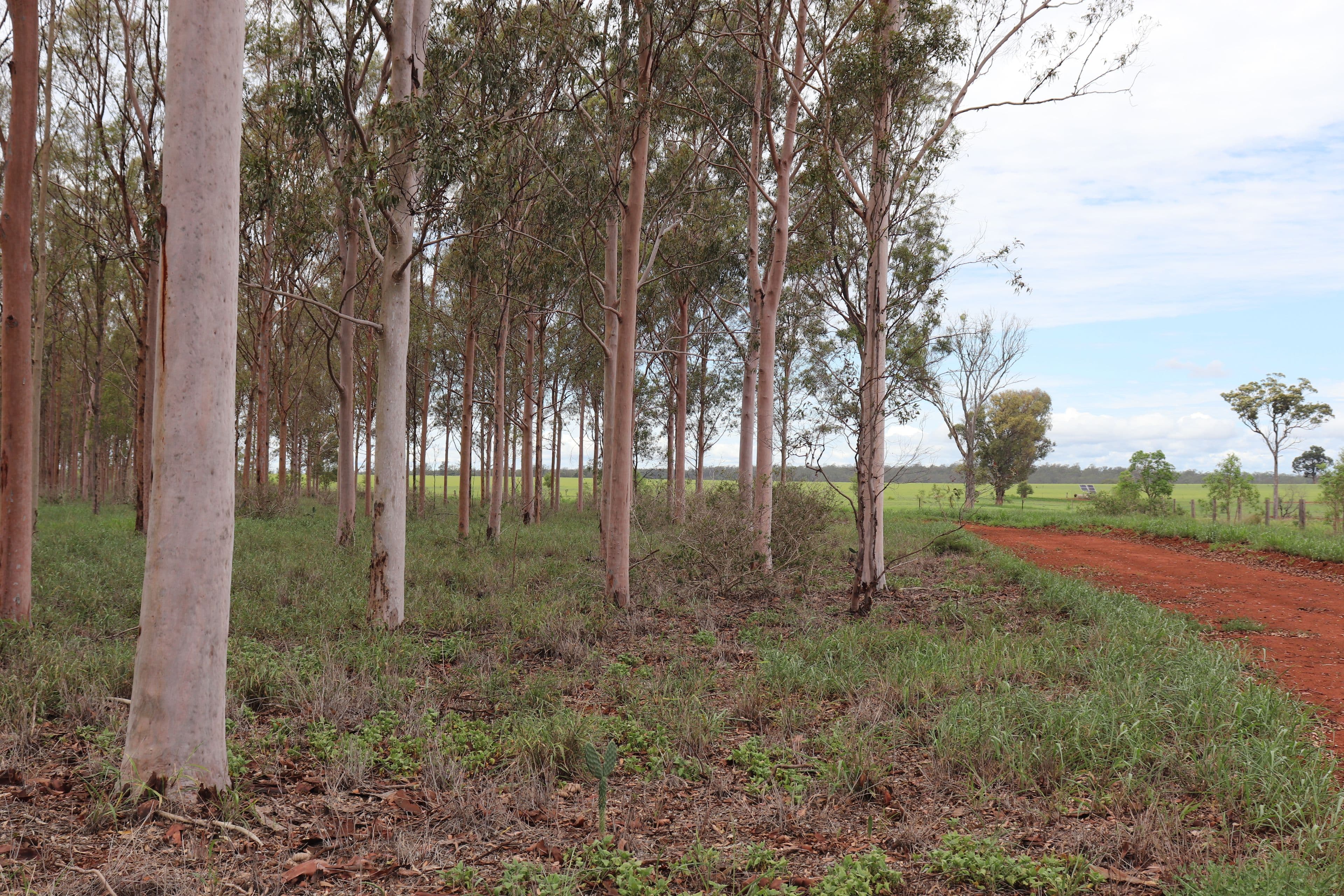 491 Sandows Road, Binjour QLD 4625, Binjour - Thumbnail 3