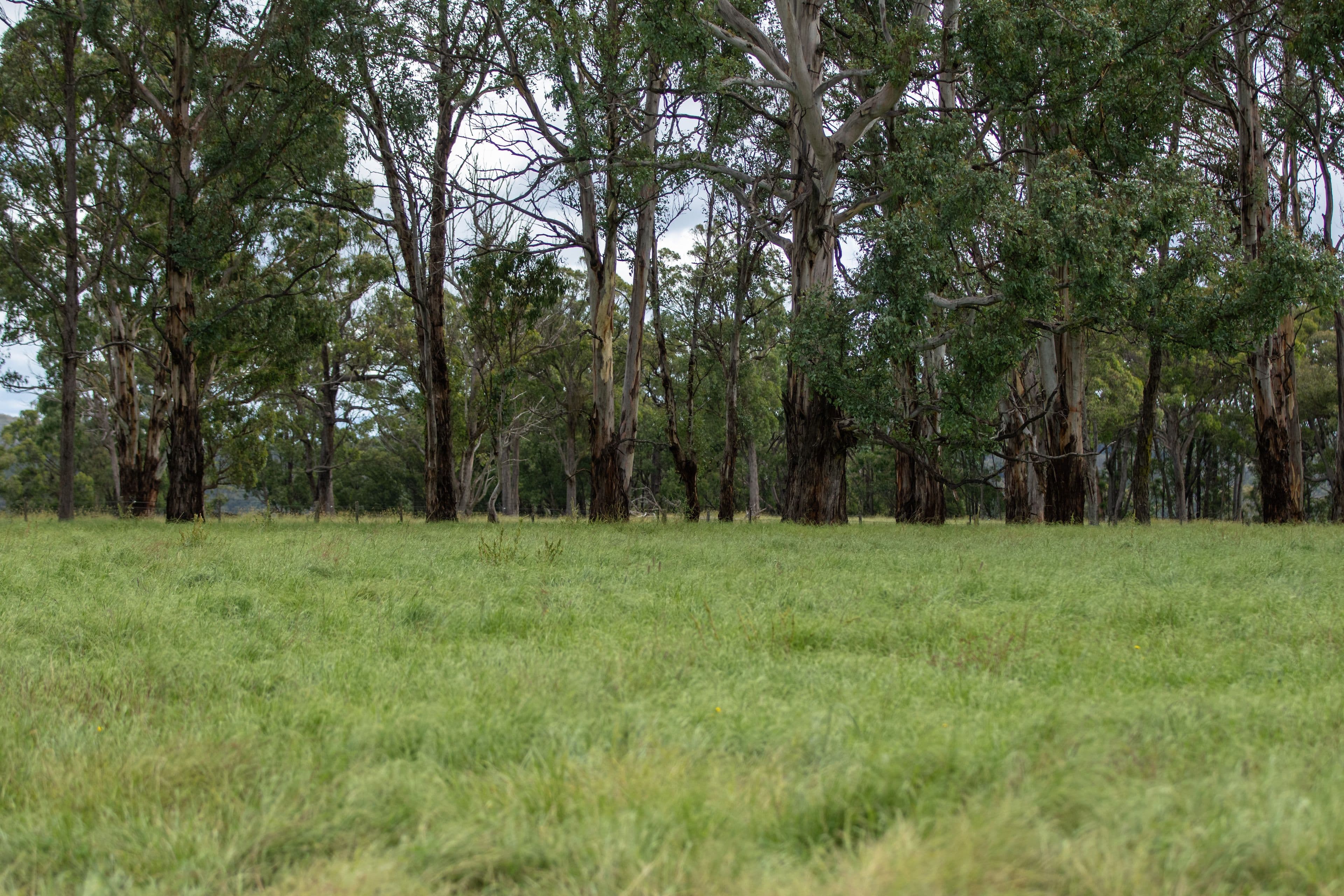 135 Thorpes Lane, Black Mountain NSW 2365, Black Mountain - Thumbnail 2