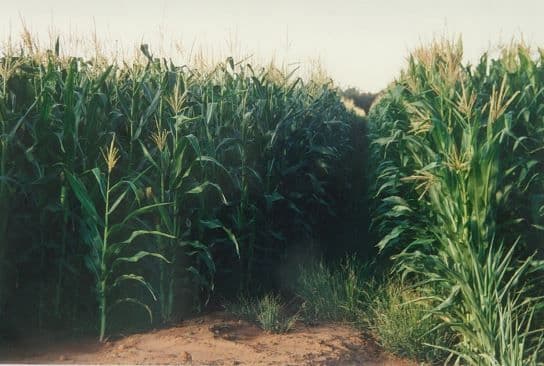 'Lemnos' 981 North Forbes Road, CONDOBOLIN NSW 2877, Condobolin - Thumbnail 8