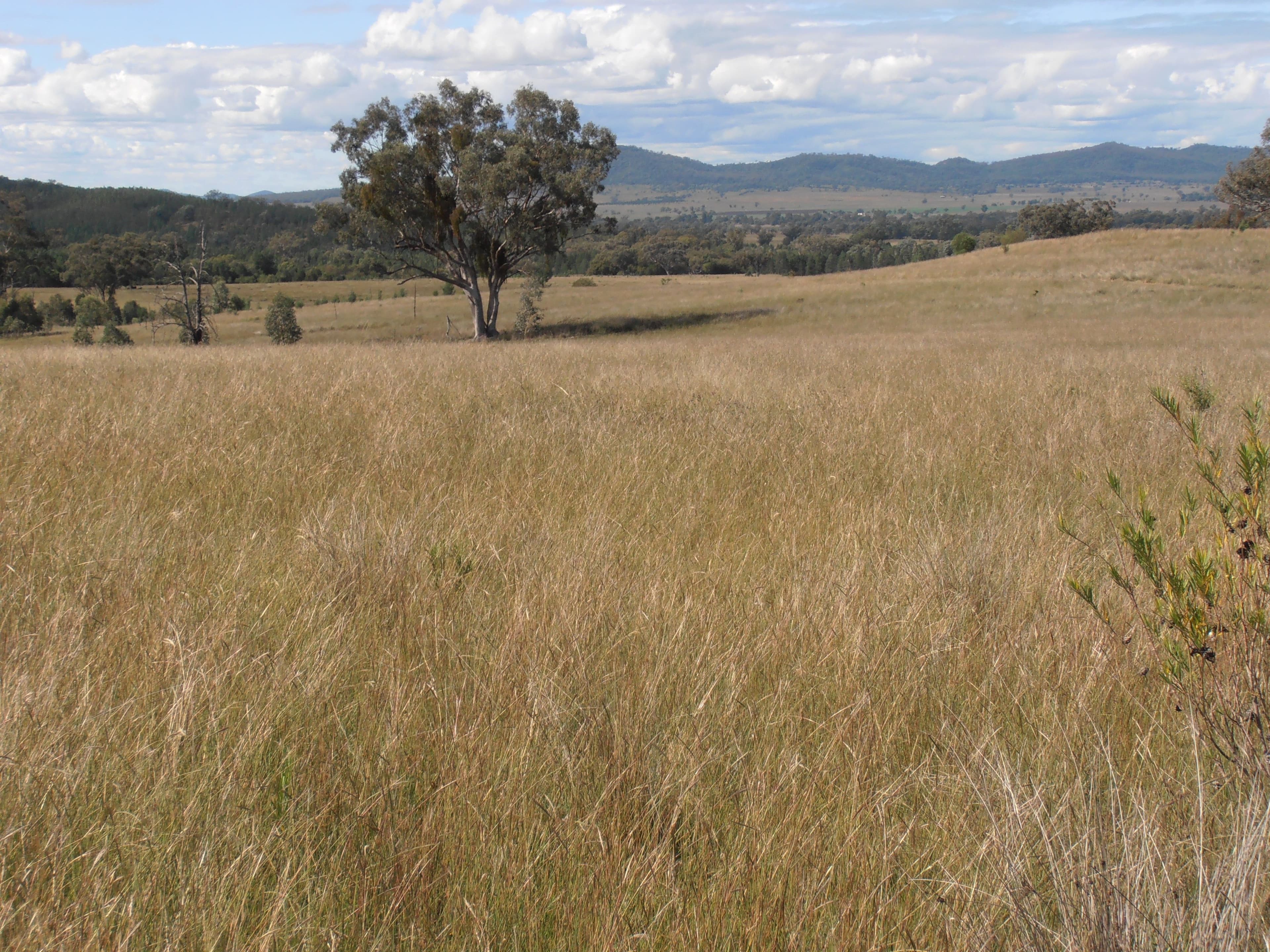 " Box Hill", BINGARA NSW 2404, Bingara - Thumbnail 8