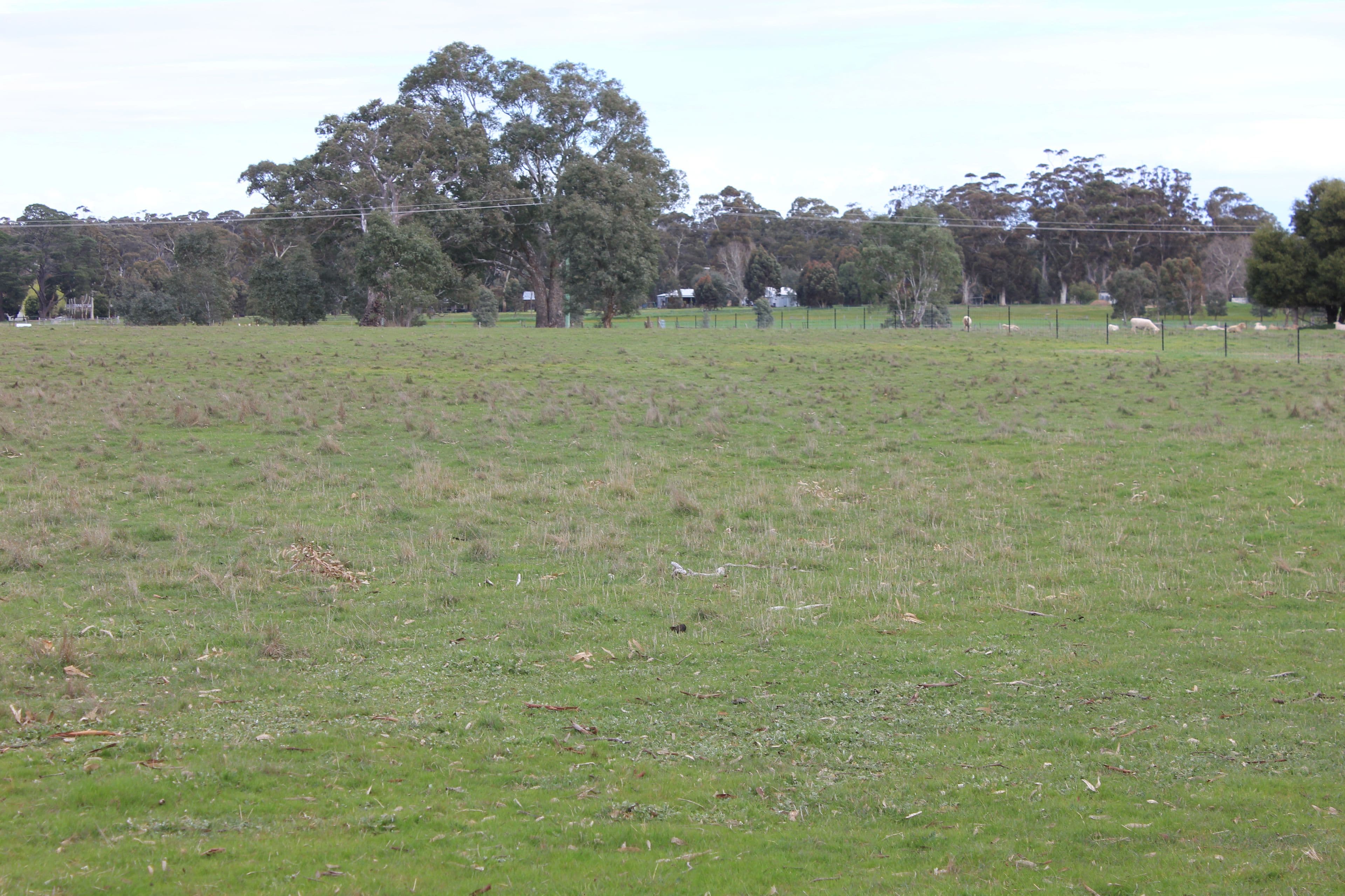 Newstead VIC 3462, Newstead - Thumbnail 3