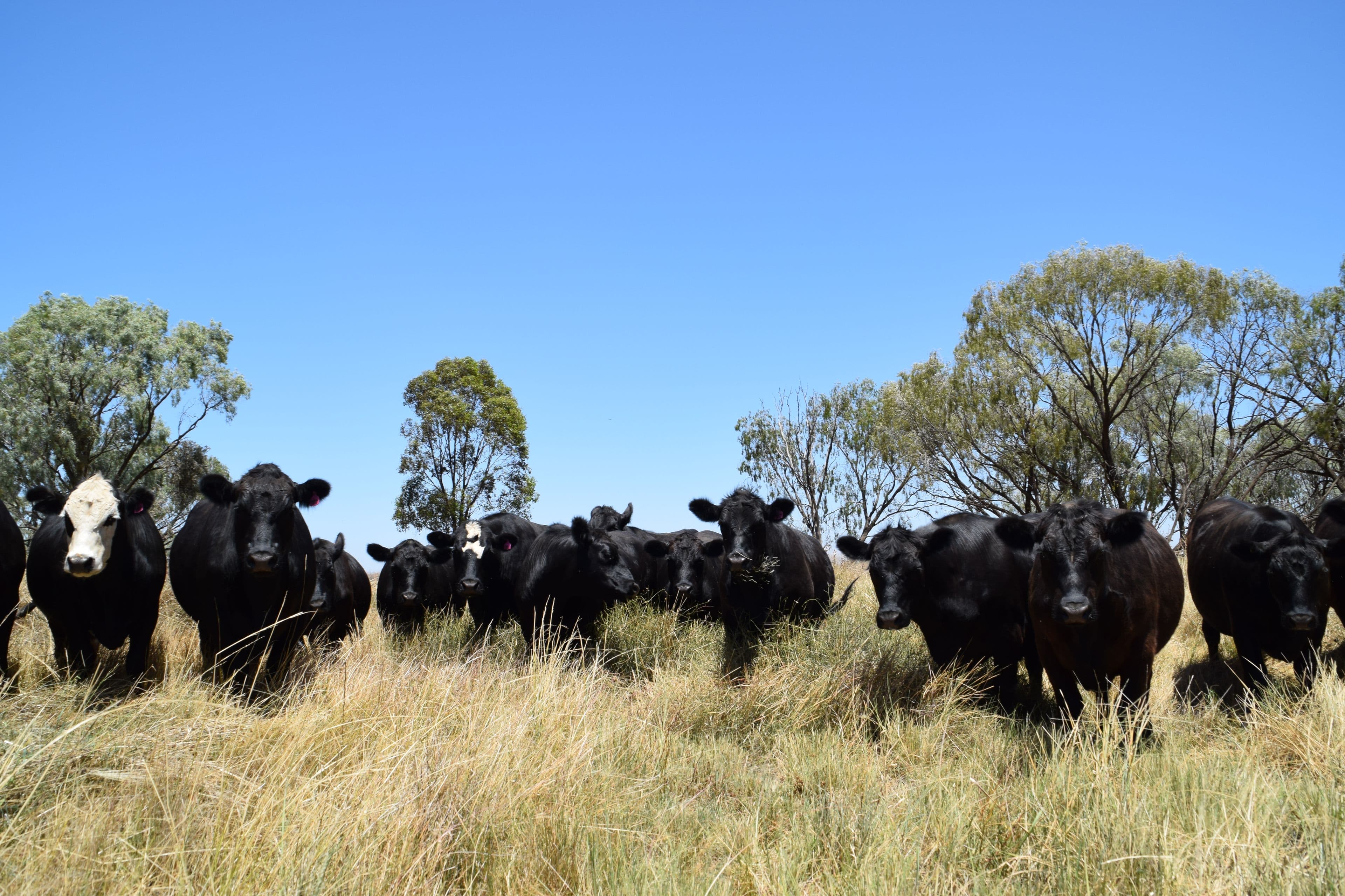 'Wooringa' 535 Ceres Siding Road, Narromine NSW 2821, Narromine - Image 1