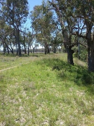 Lot 36 Leyburn Forestry Road, Thanes Creek QLD 4370, Thanes Creek - Thumbnail 2