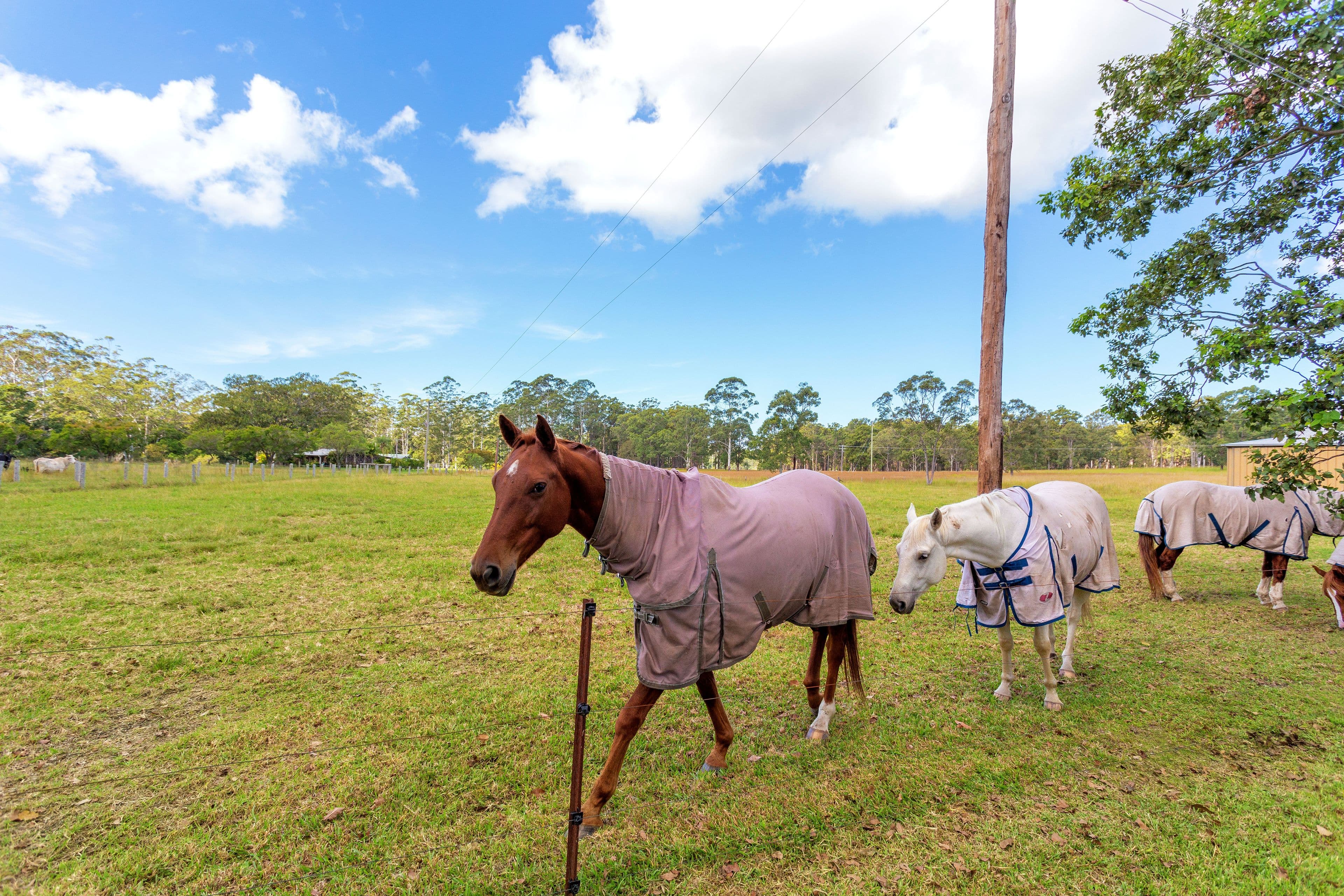 351 Half Chain Road Koorainghat via, Taree NSW 2430, Taree - Thumbnail 6