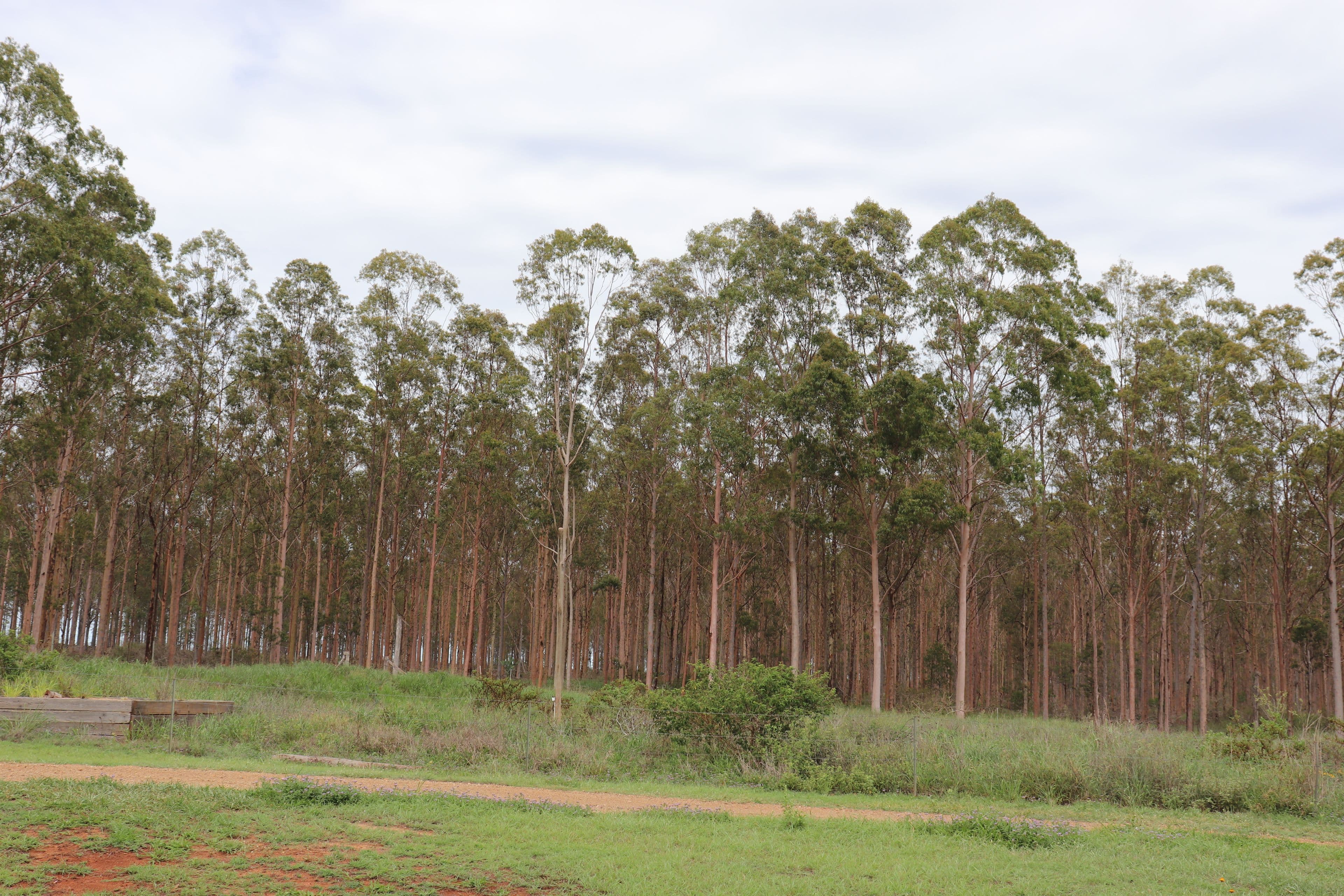 491 Sandows Road, Binjour QLD 4625, Binjour - Thumbnail 8