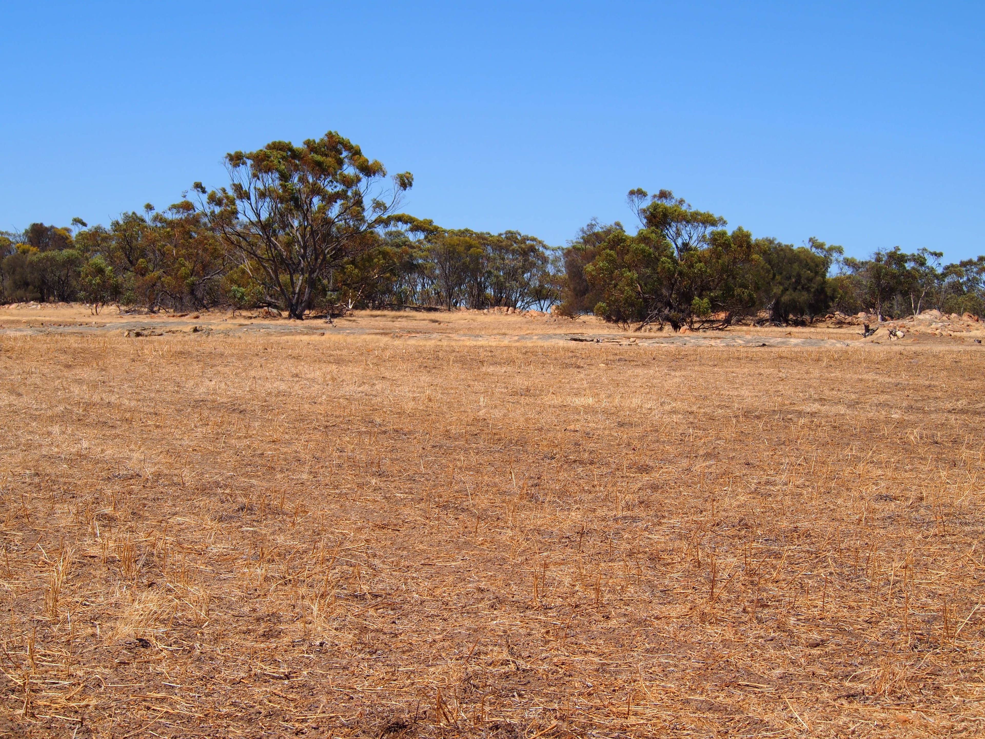 Muja Downs, Albany Highway, Beaufort River WA 6394, Beaufort River - Thumbnail 2
