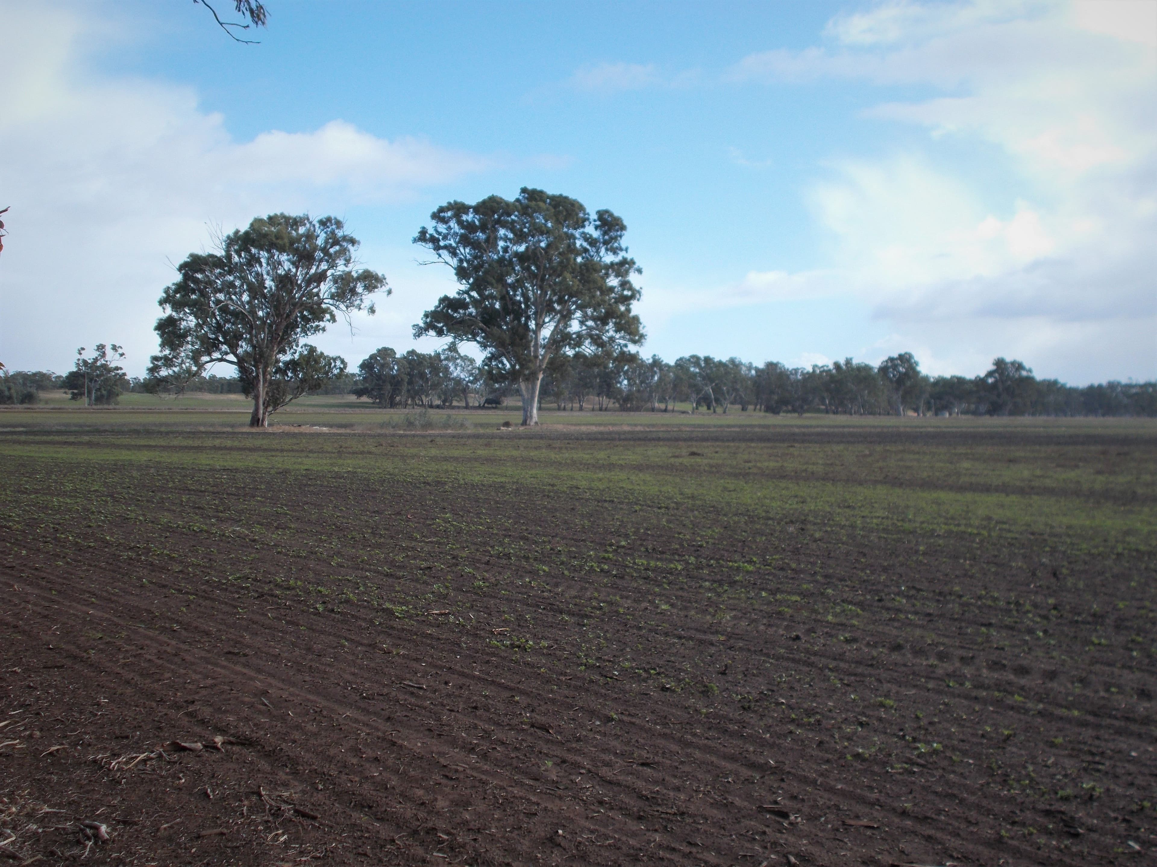 Section 64 Pigeon Flat Road, Mundulla SA 5270, Mundulla - Thumbnail 2