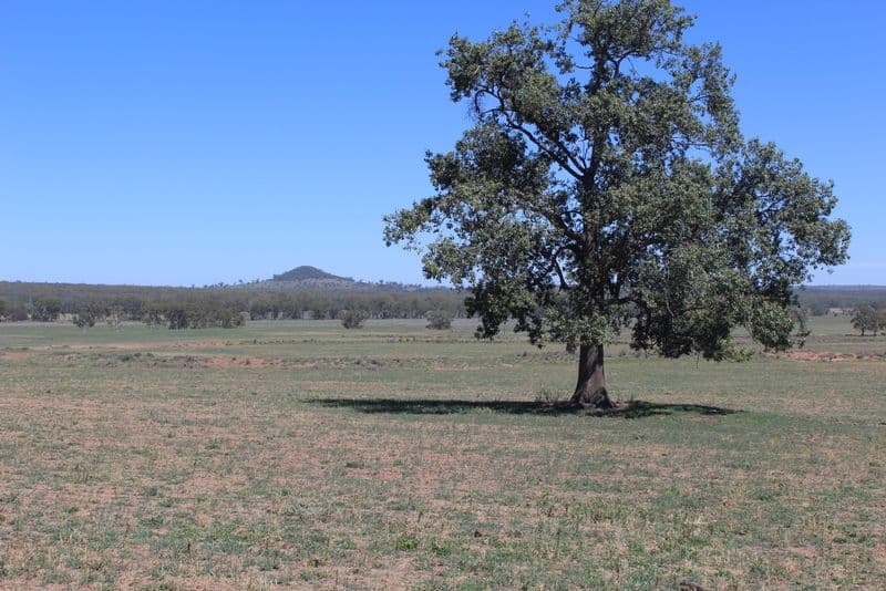 " Berrigal Farm", Bellata NSW 2397, Bellata - Thumbnail 2
