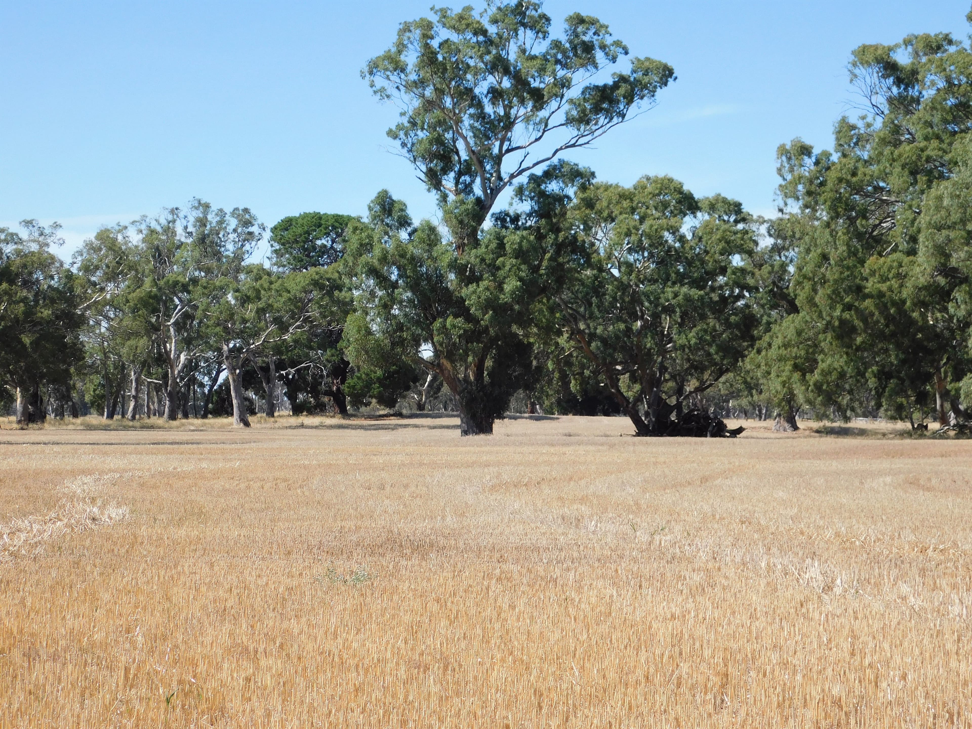 Lot 30 -  433 Golf Course Road, Bordertown SA 5268, Bordertown - Thumbnail 6