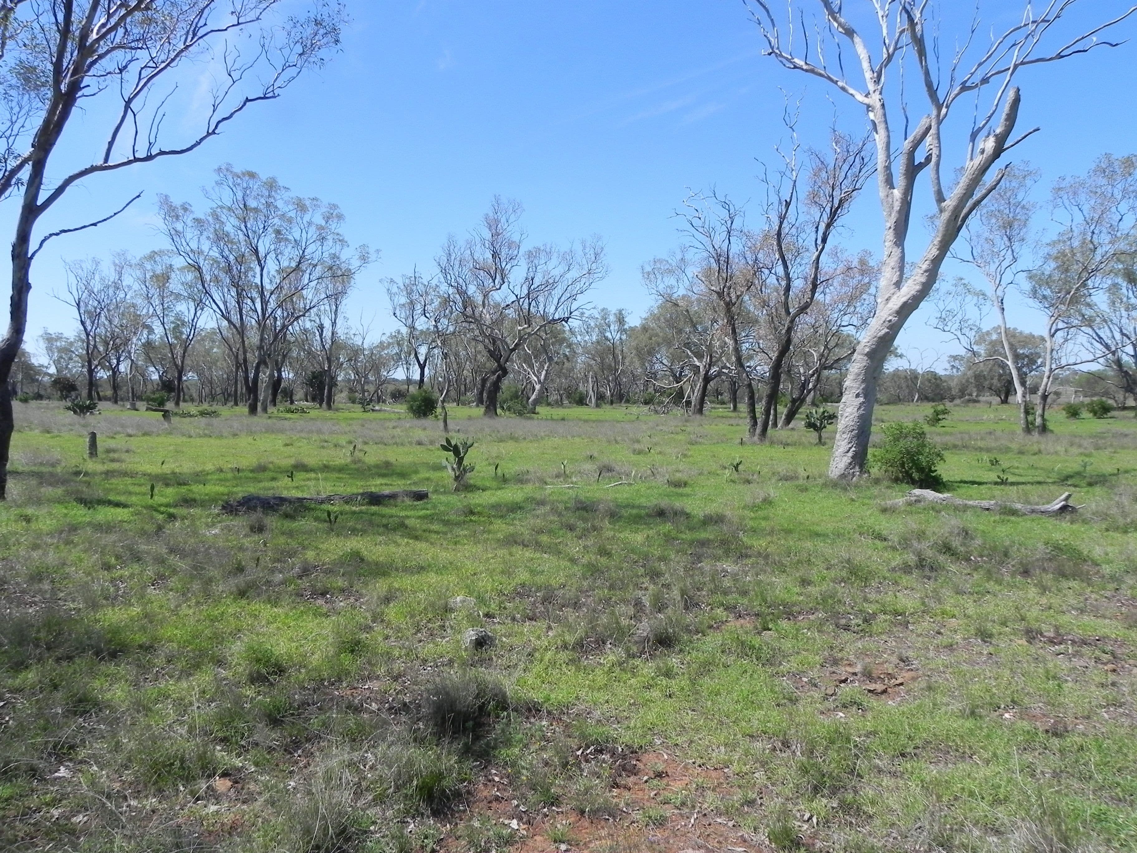 0 F Drews Road, Biddeston QLD 4401, Biddeston - Thumbnail 8