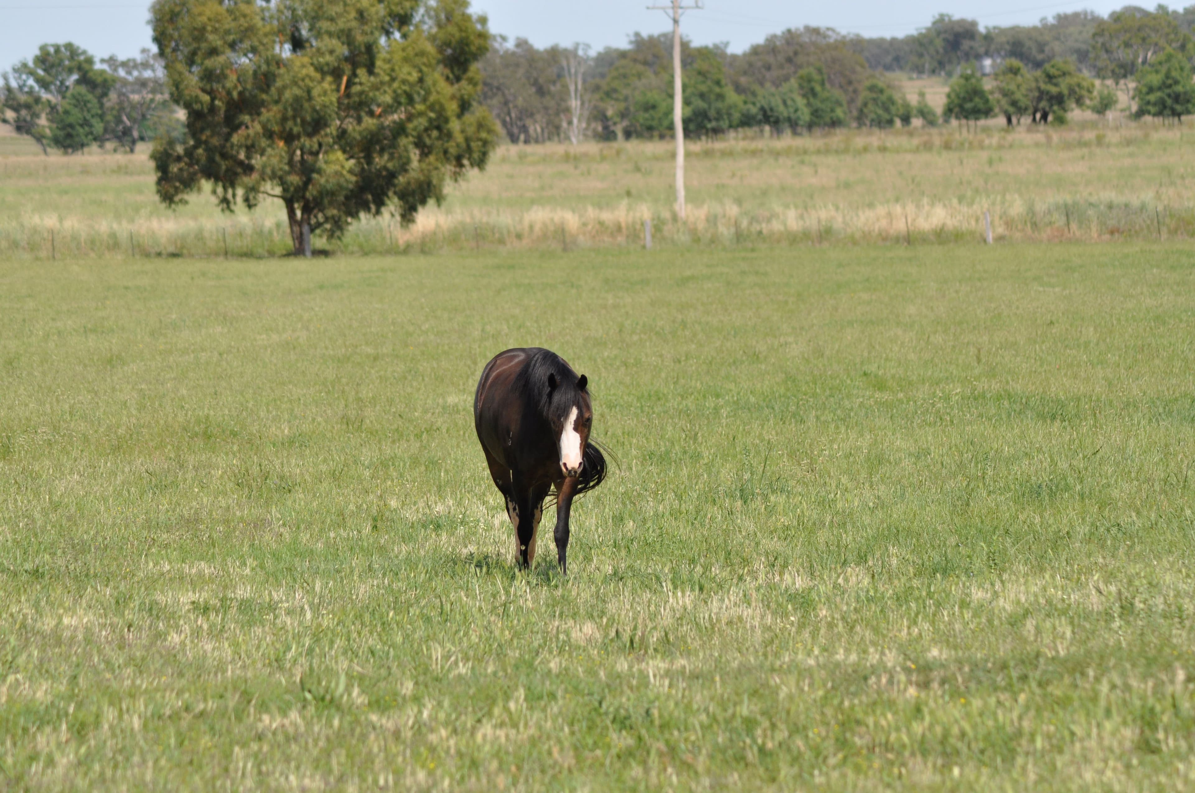 Inverell NSW 2360, Inverell - Thumbnail 8