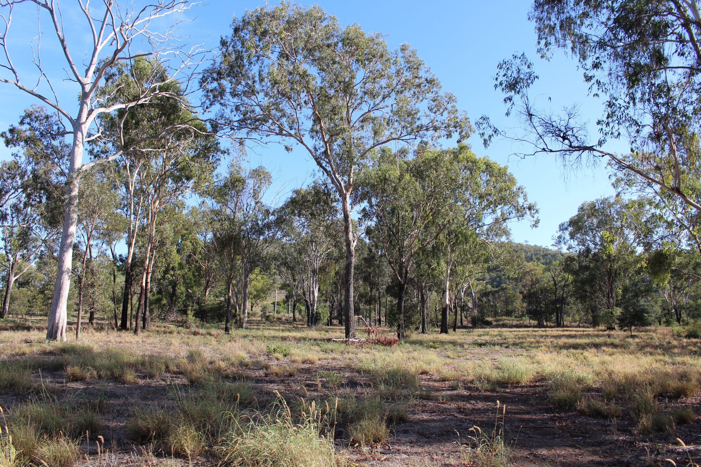 Lot 171 Bruce Highway, MARMOR QLD 4702, Marmor - Thumbnail 7