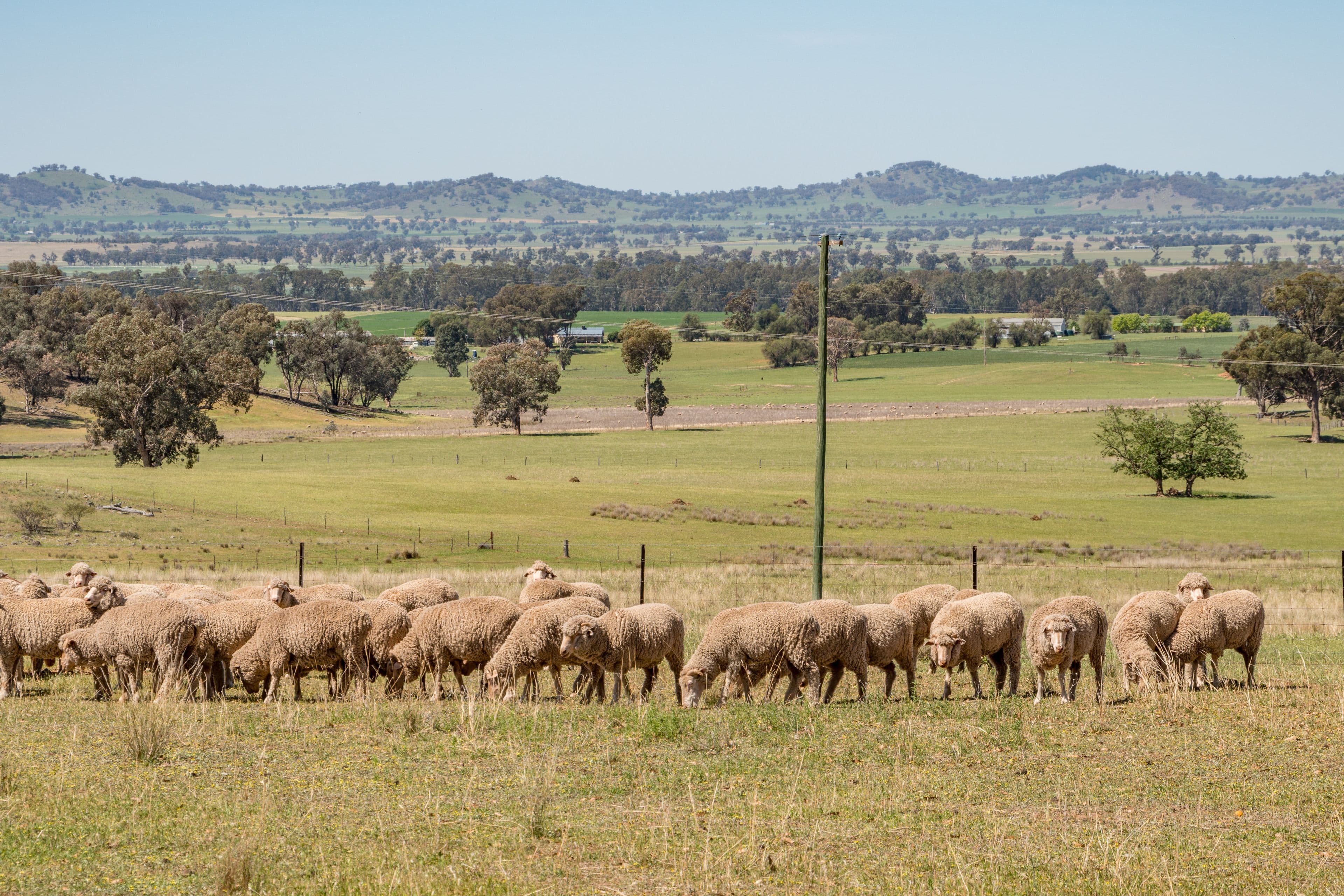 'Braeside' Conimbla Road, Cowra NSW 2794, Cowra - Image 1