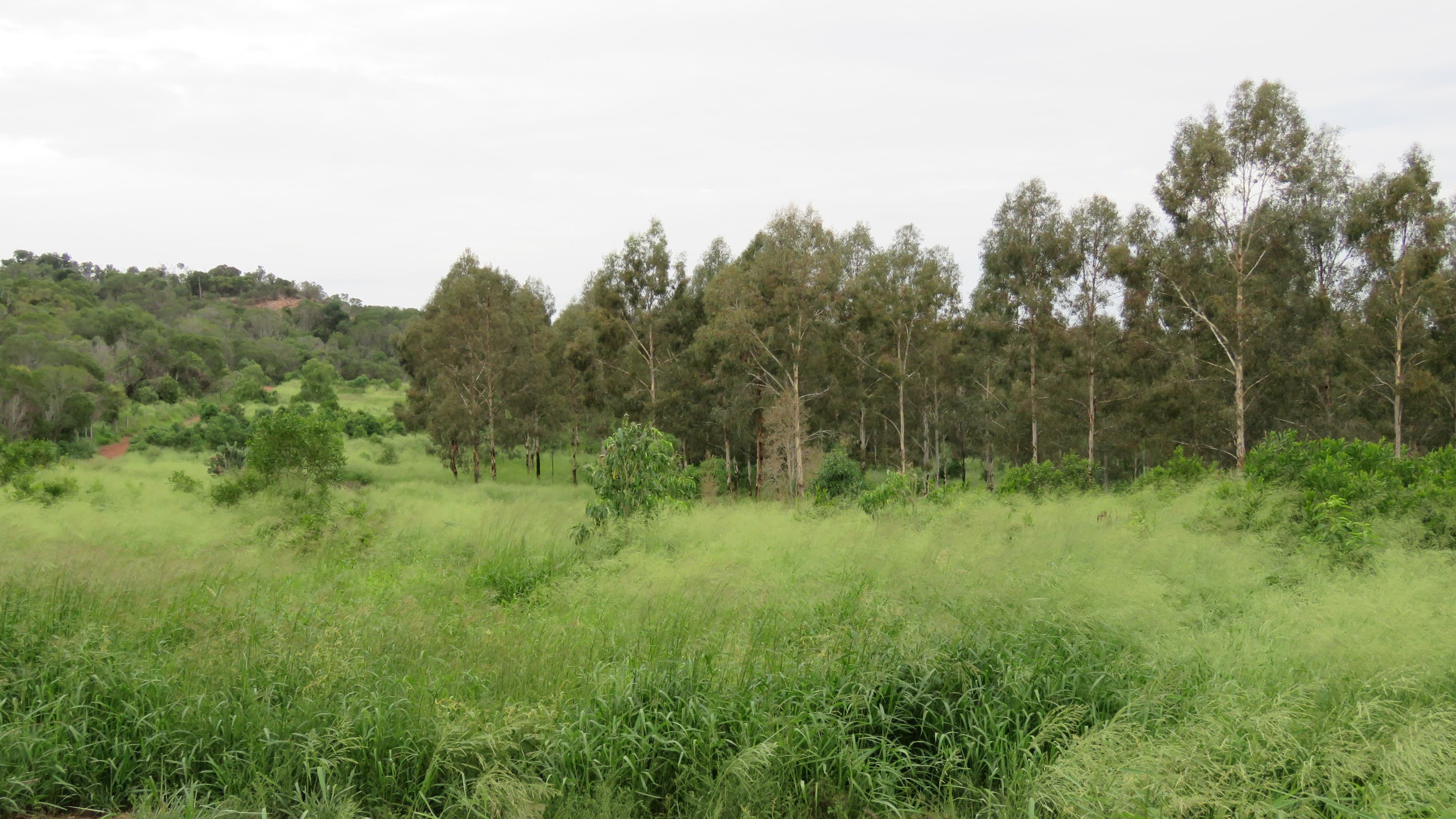 Lot 23 & 24 Proston Boondooma Road, Brigooda, Proston QLD 4613, Proston - Thumbnail 4