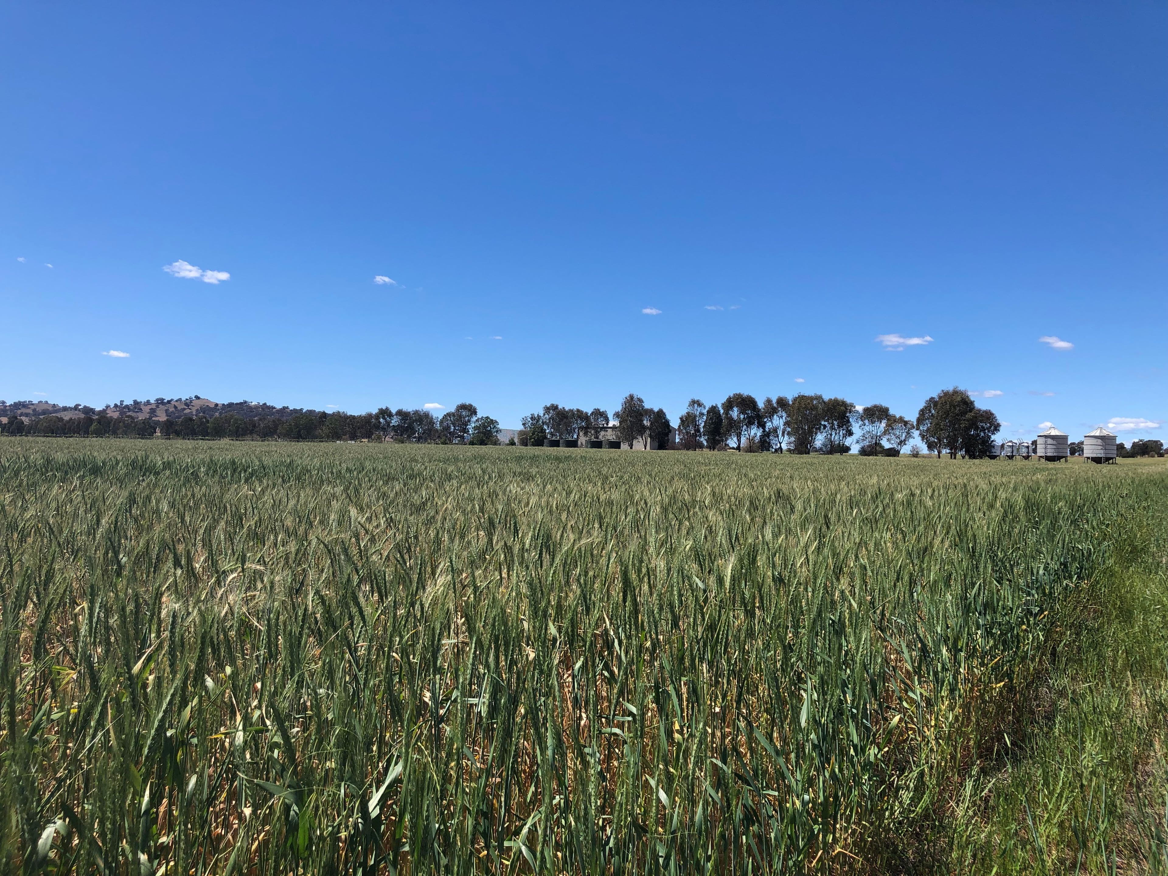"LeGrenier" 617 Canowindra Road, Cowra NSW 2794, Cowra - Image 1