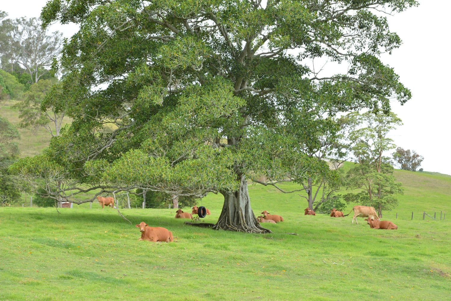 1179 Kilcoy Beerwah Road, Cedarton QLD 4514, Cedarton - Thumbnail 6