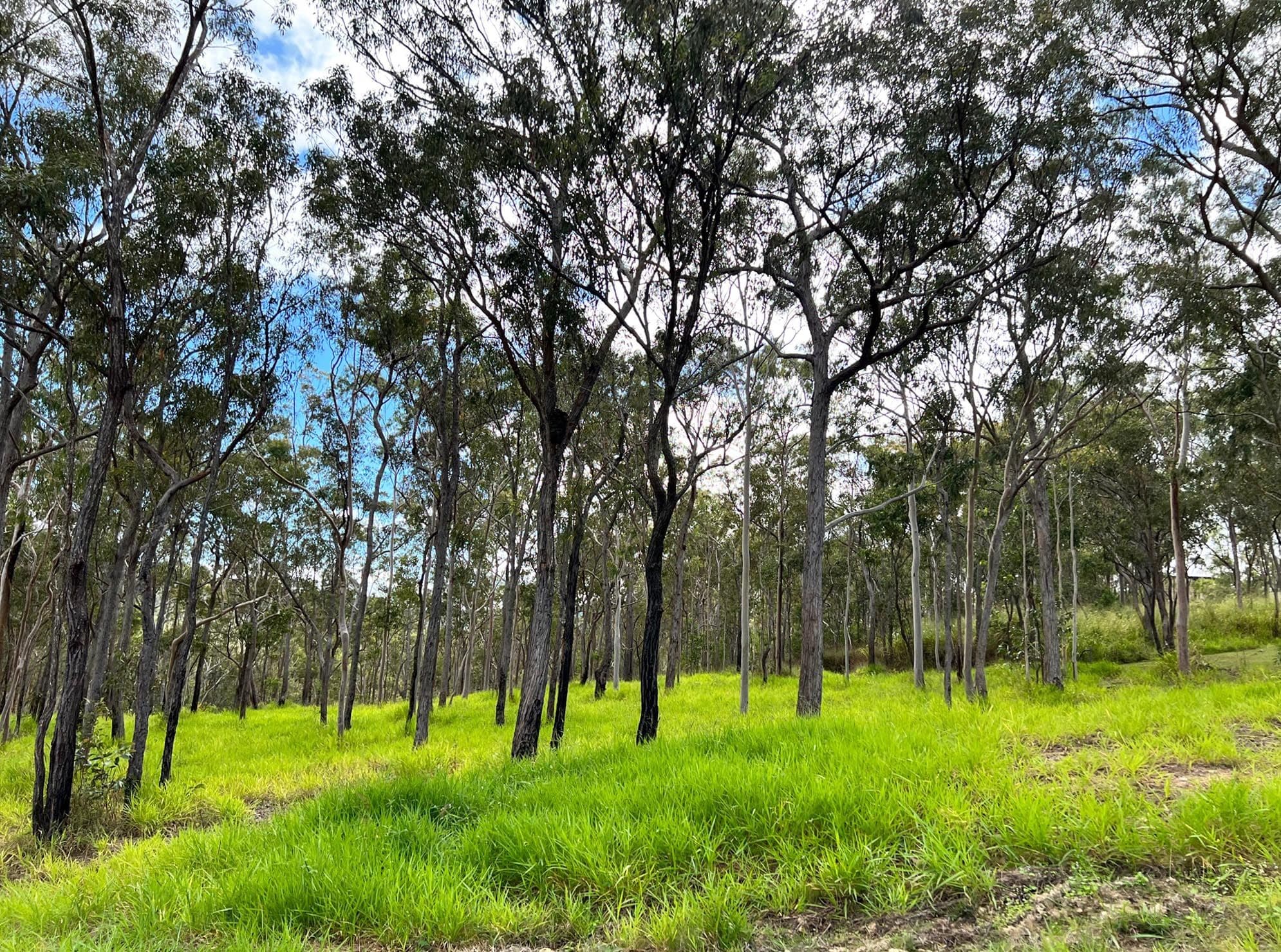 6 Grace Street, Herberton QLD 4887, Herberton - Thumbnail 3