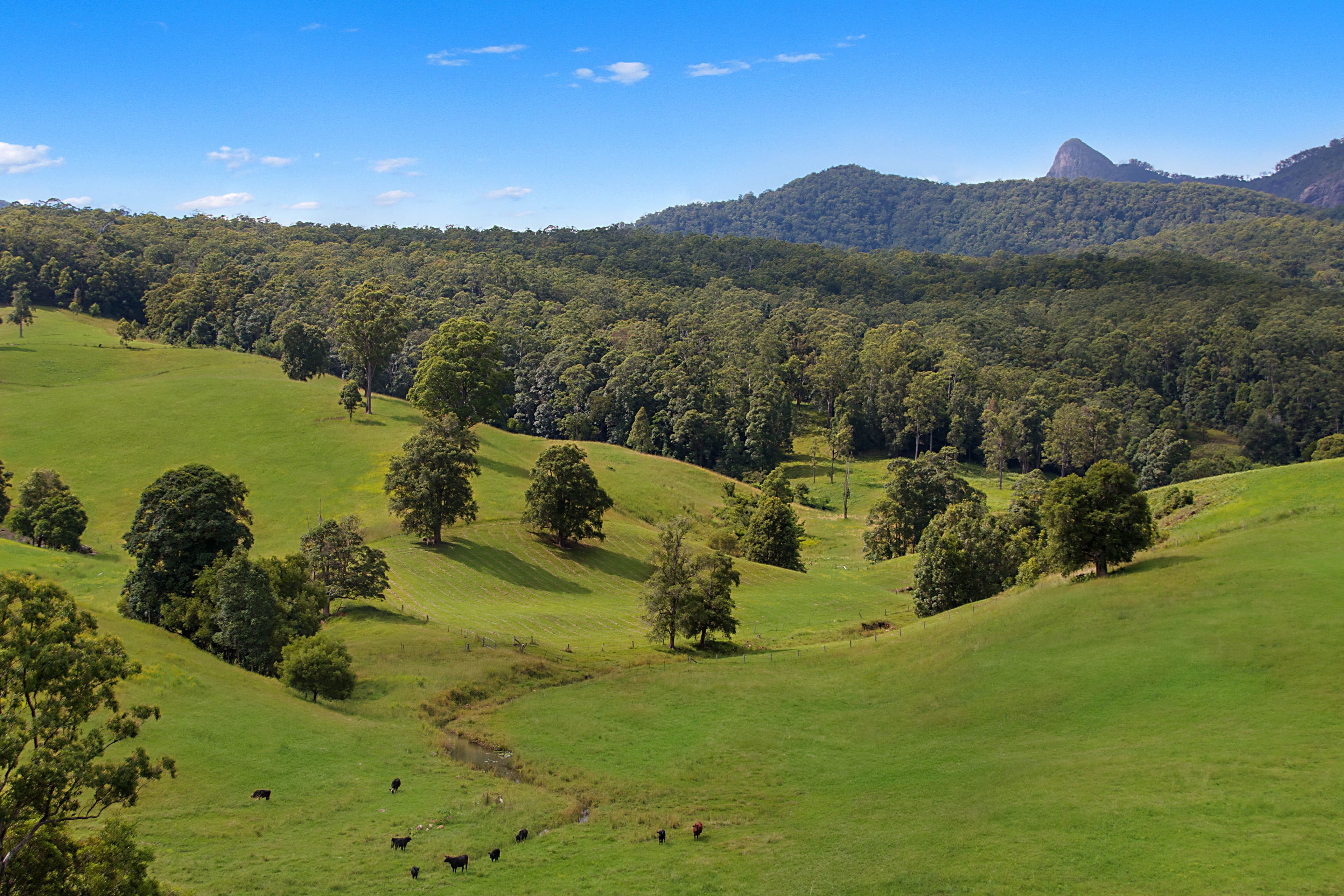 1563 Tyalgum Road, Tyalgum NSW 2484, Tyalgum - Thumbnail 2