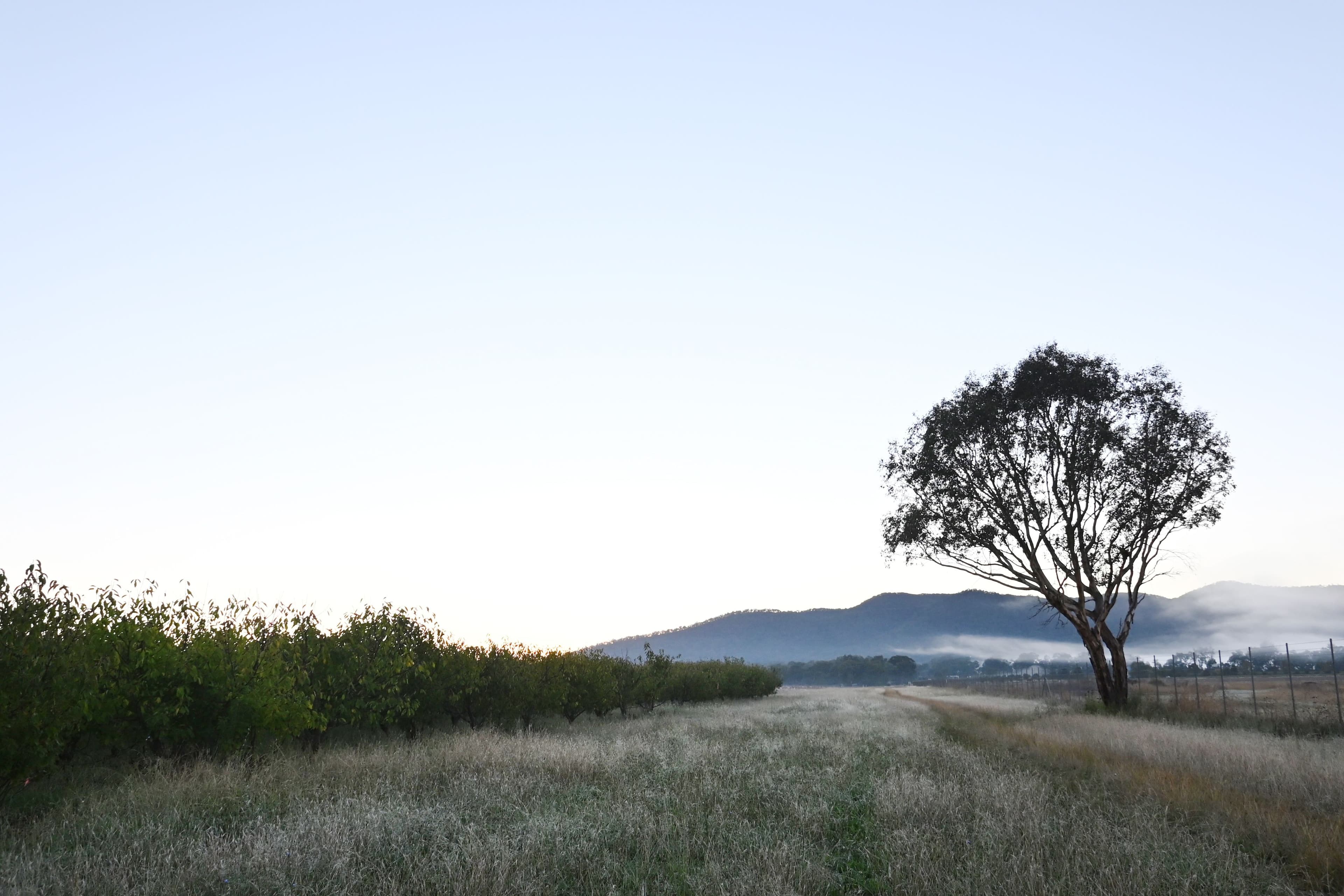 55 George Campbell Drive, Bombira NSW 2850, Bombira - Image 1