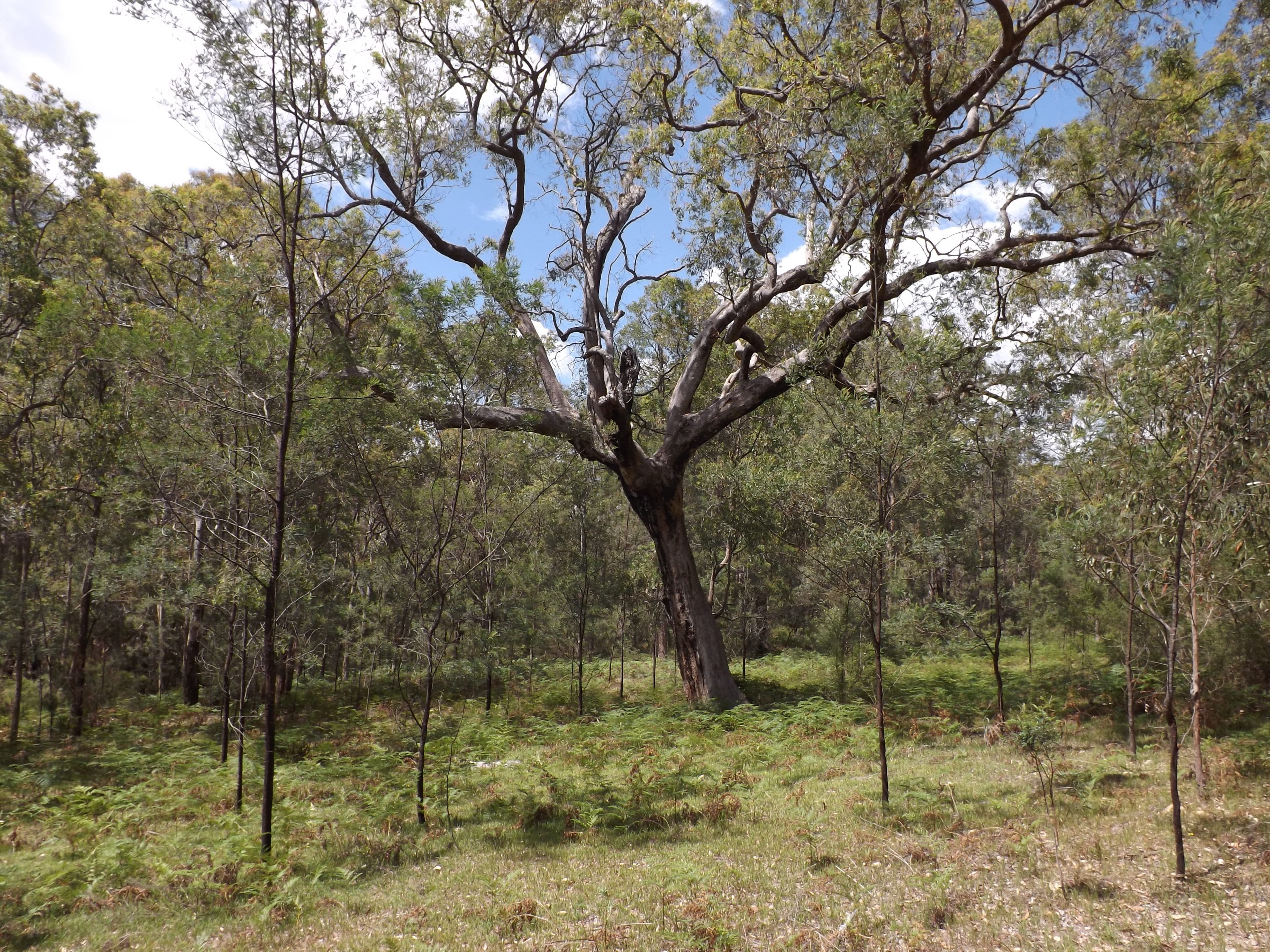 Garland Valley NSW 2330, Garland Valley - Thumbnail 8