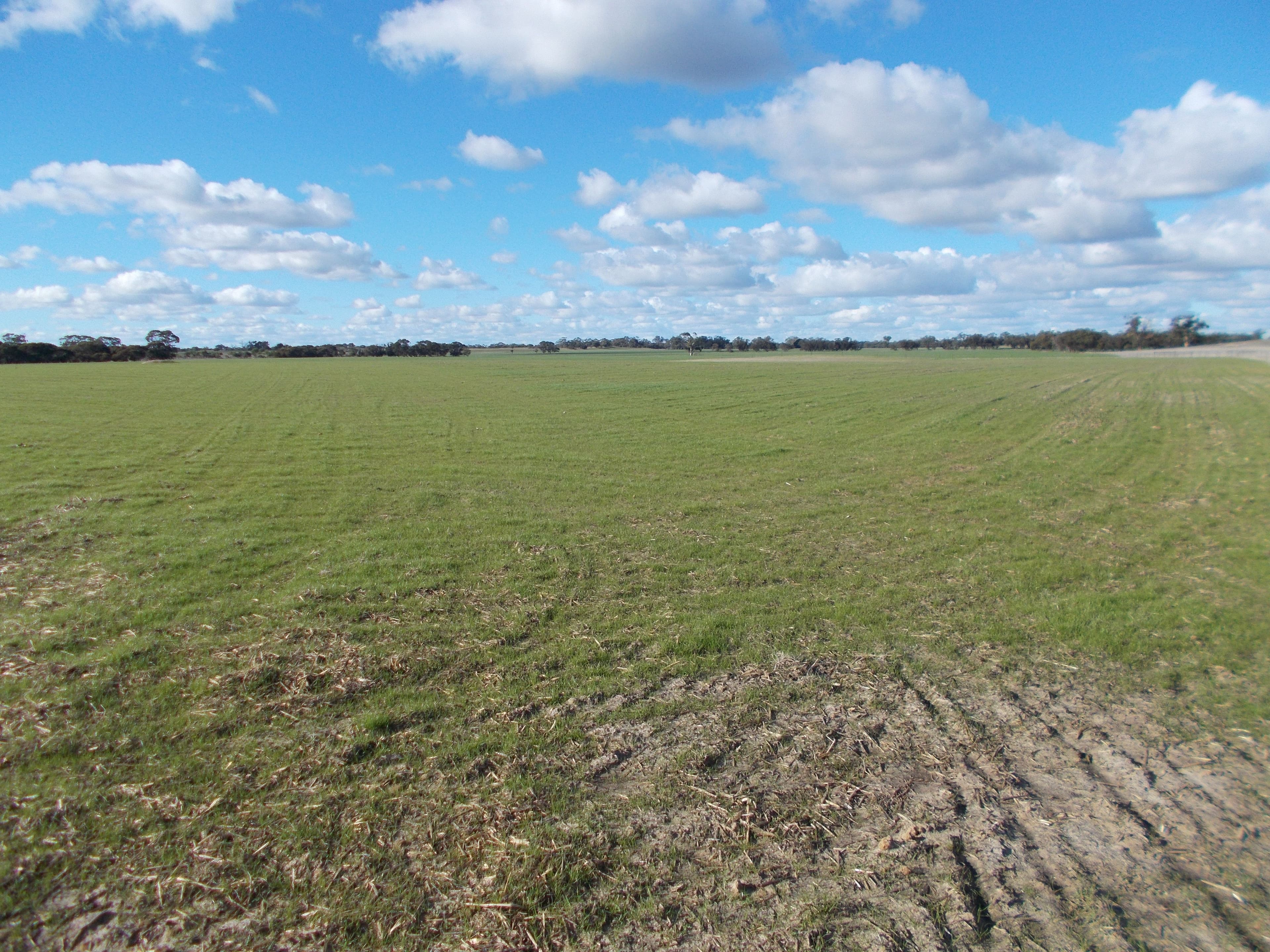 77 O'Connells Road, Bordertown SA 5268, Bordertown - Thumbnail 7